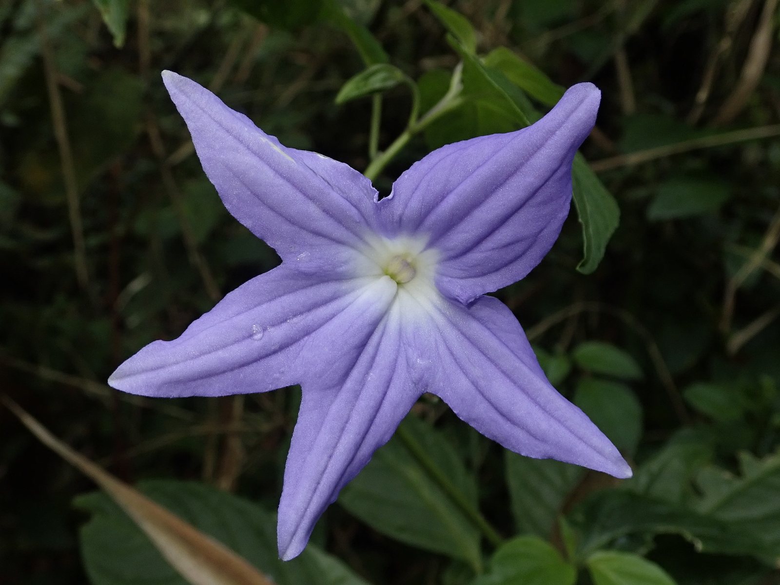 Bush violet