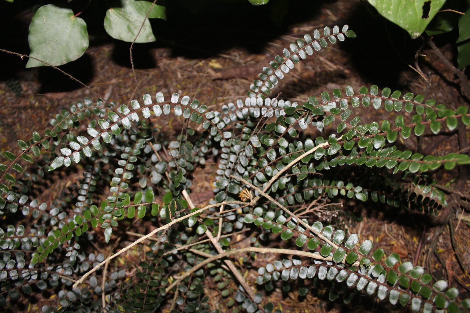 Button fern