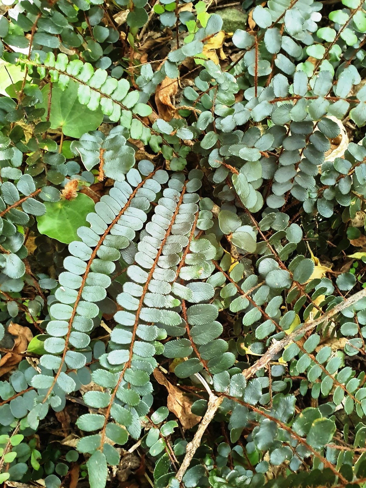 Button fern