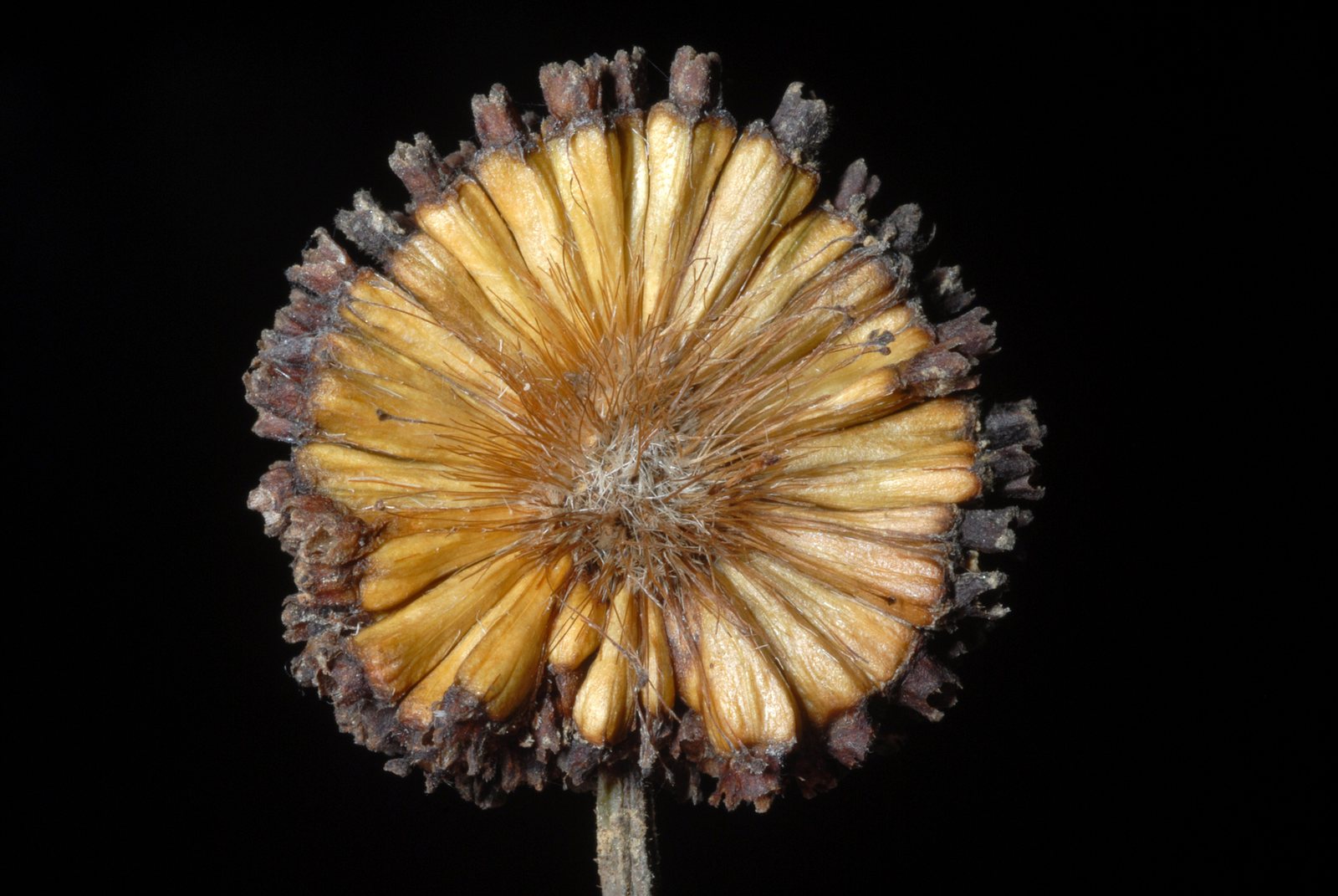 Buttonbush