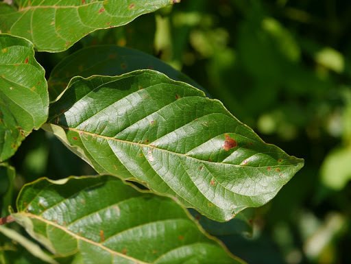 Buttonbush