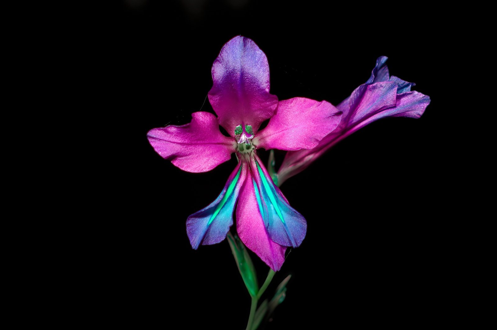Byzantine gladiolus