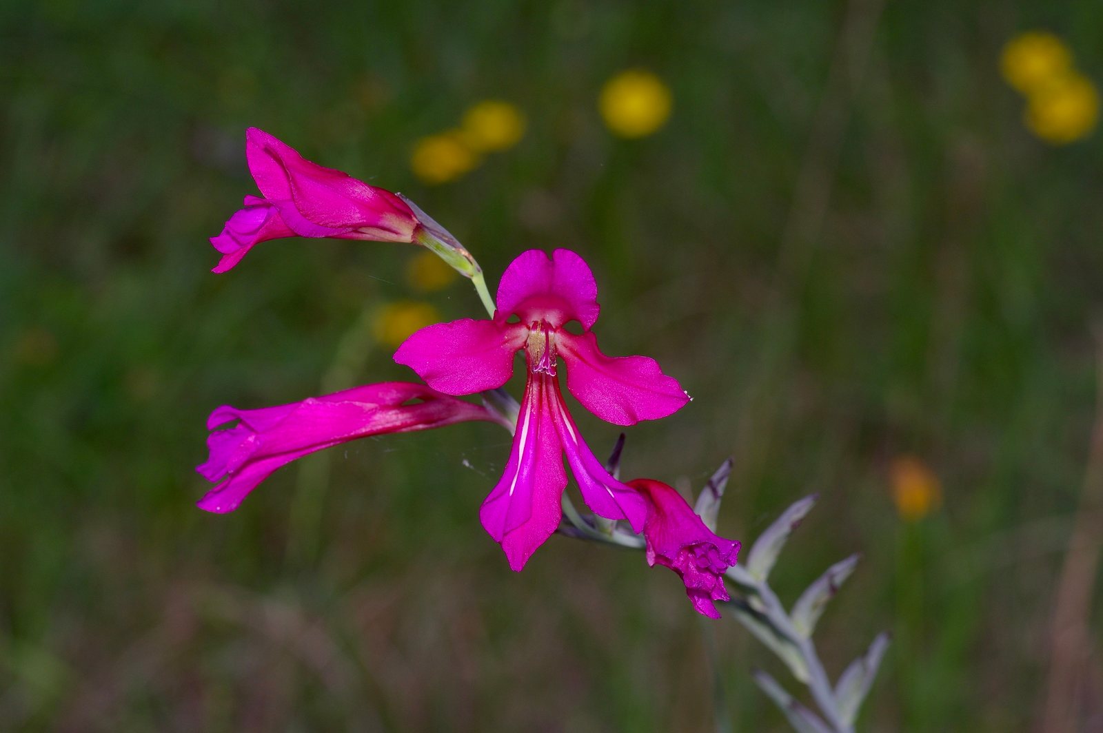 Byzantine gladiolus