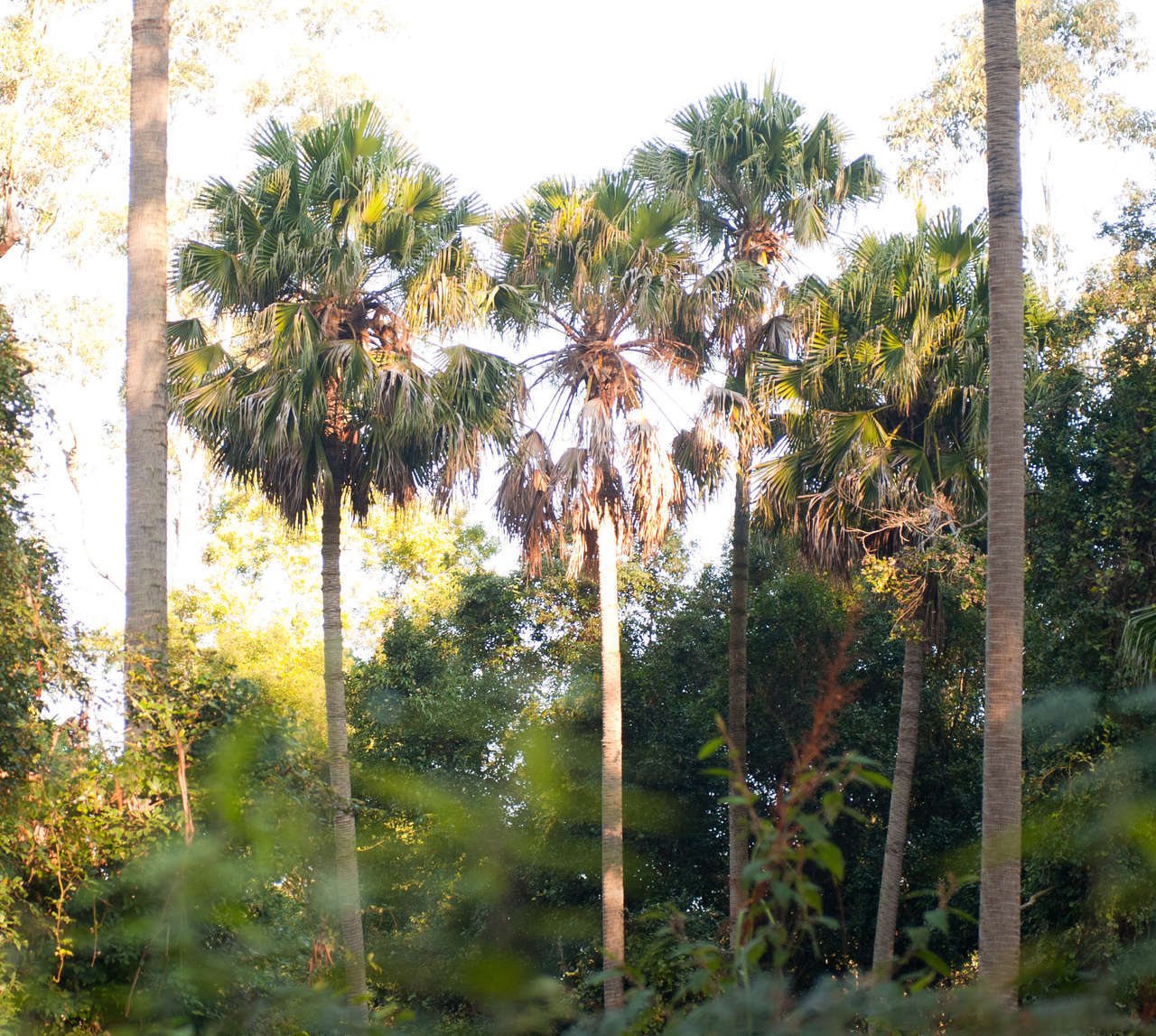 Cabbage-tree palm
