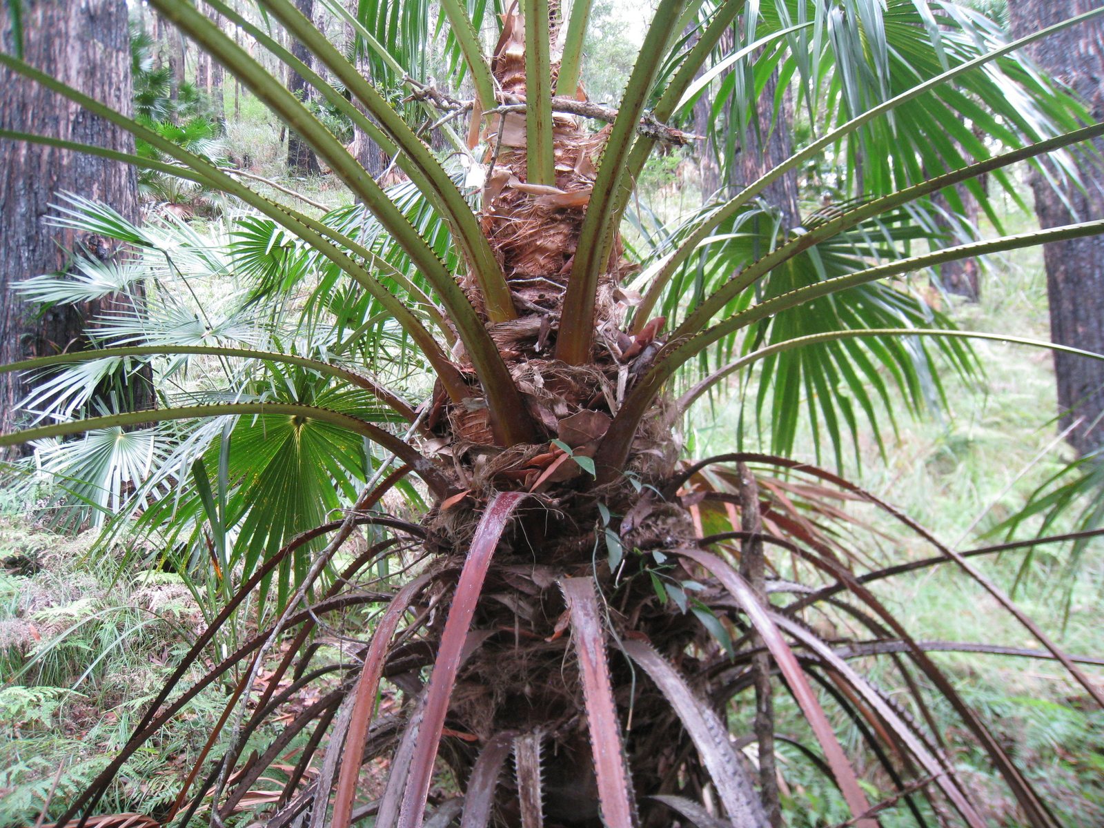 Cabbage-tree palm