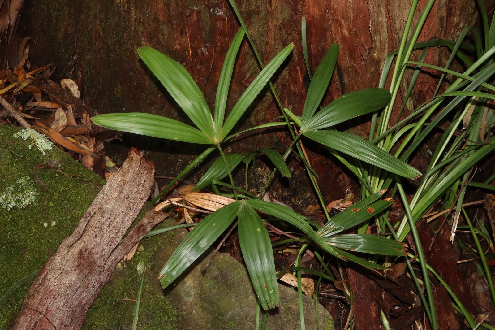 Cabbage-tree palm