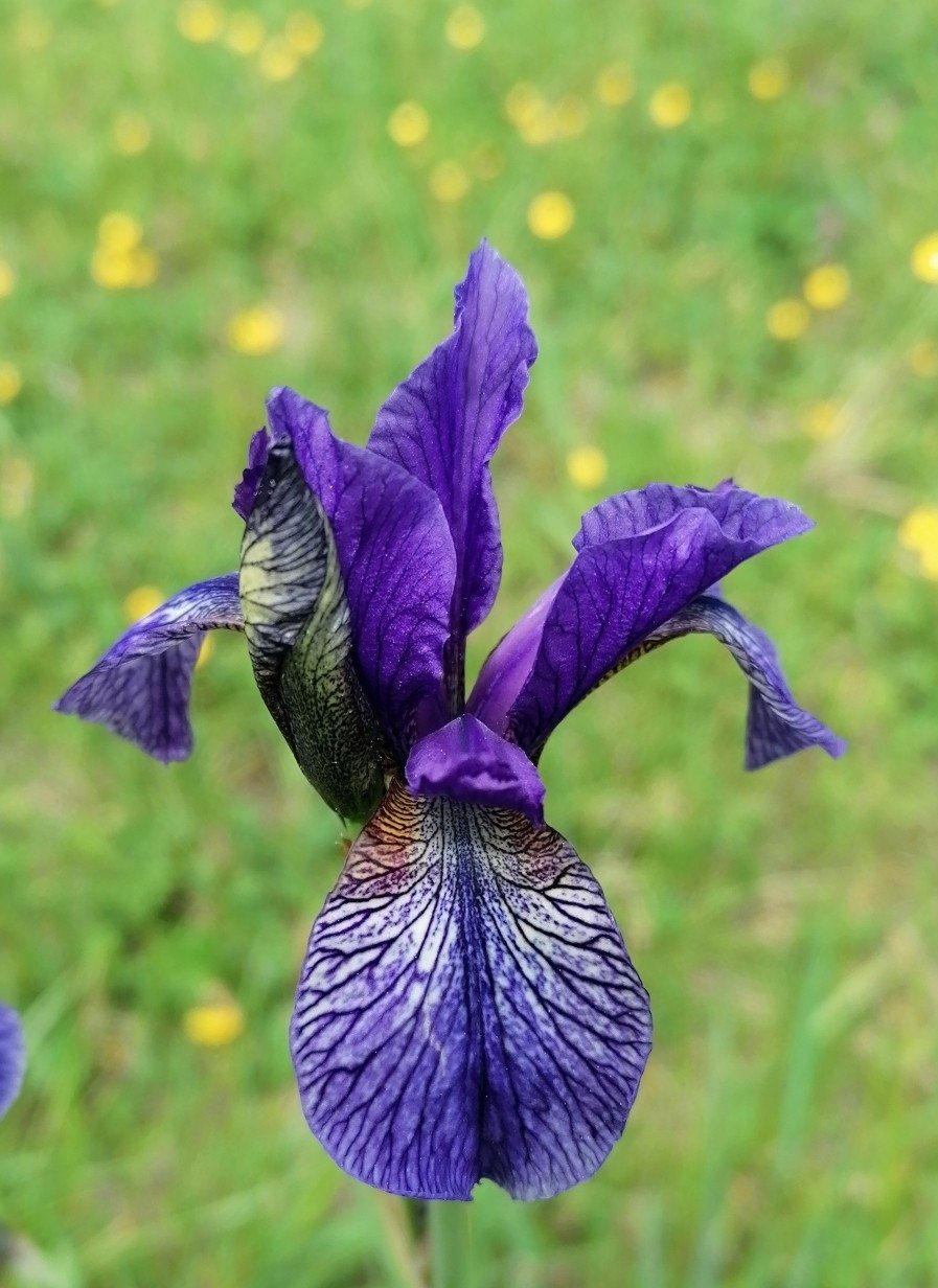 Caesar's Brother Siberian iris