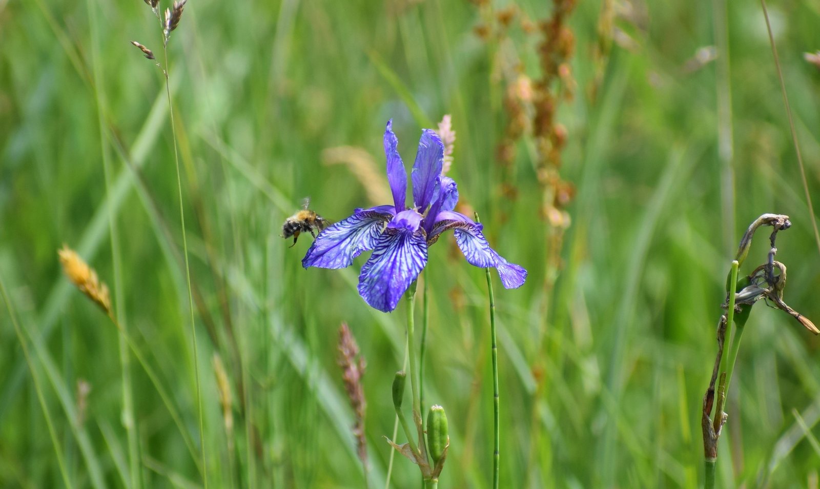 Caesar's Brother Siberian iris