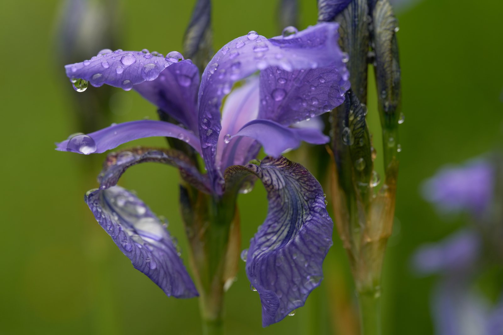 Caesar's Brother Siberian iris