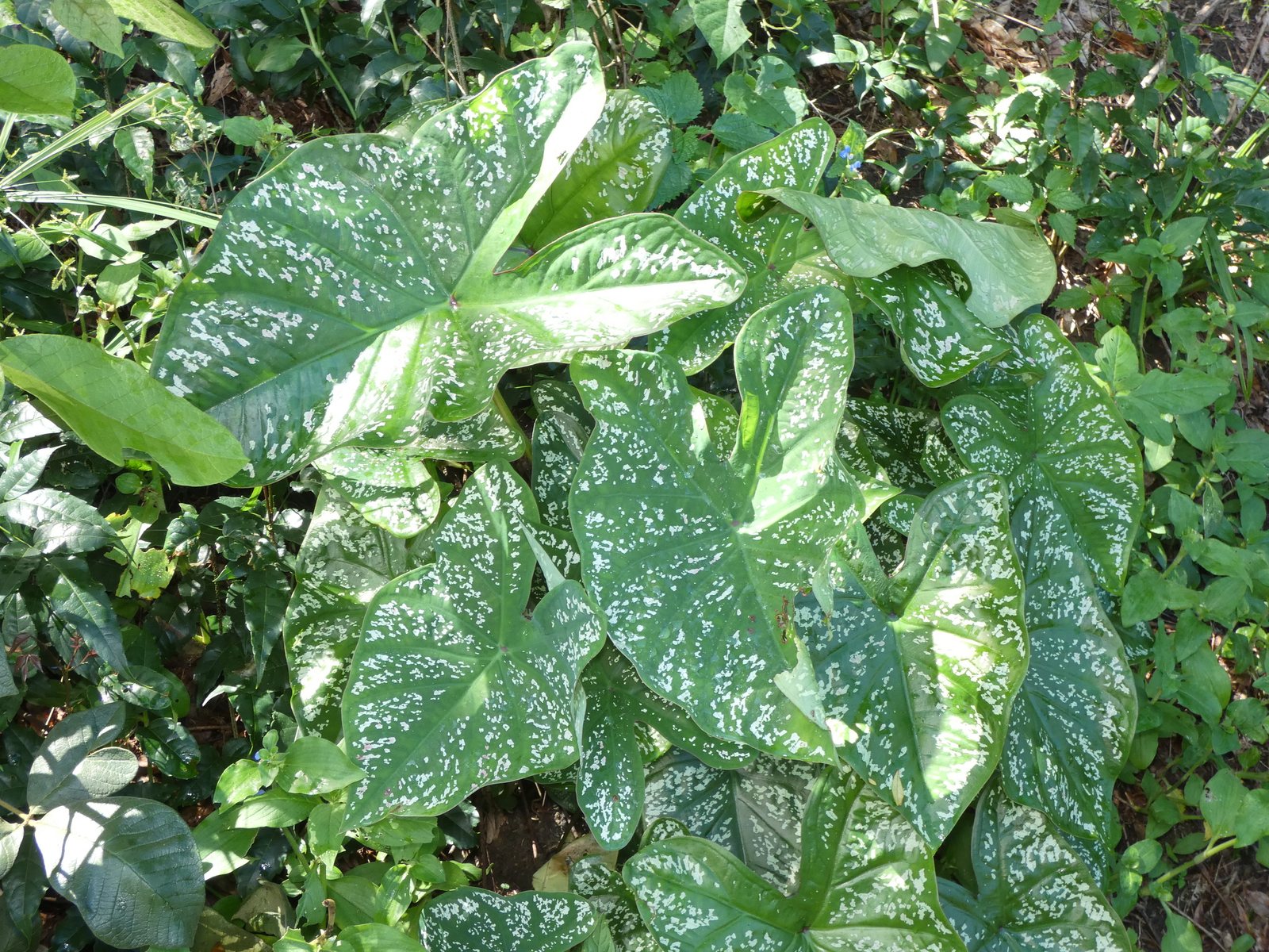 Caladium