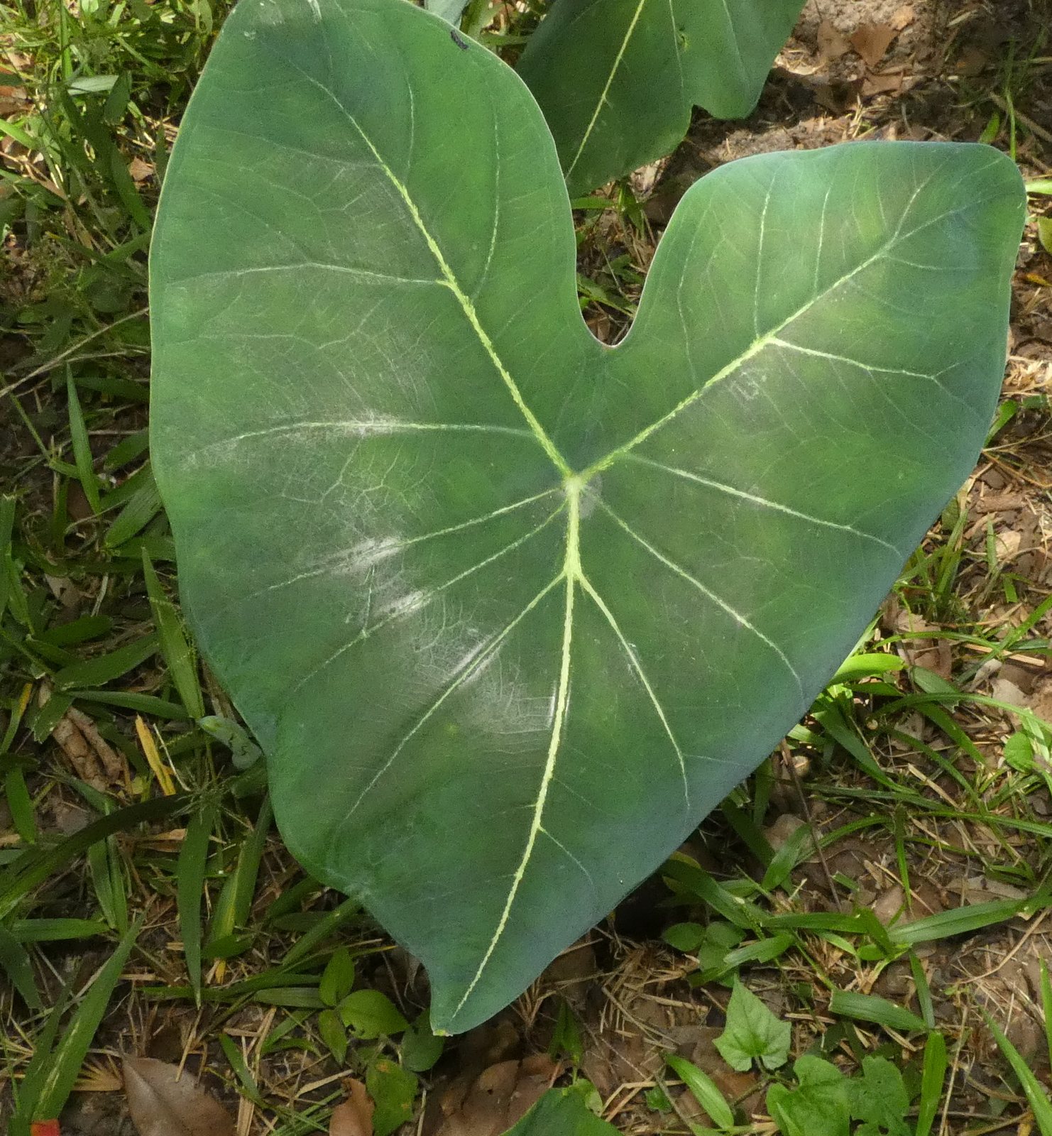 Caladium