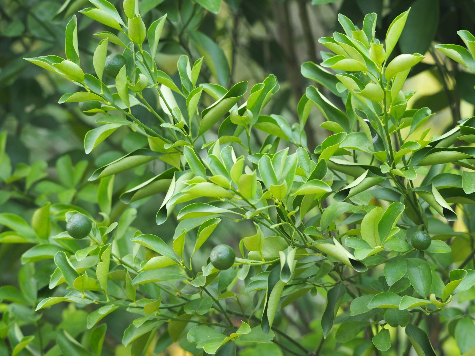 Calamondin