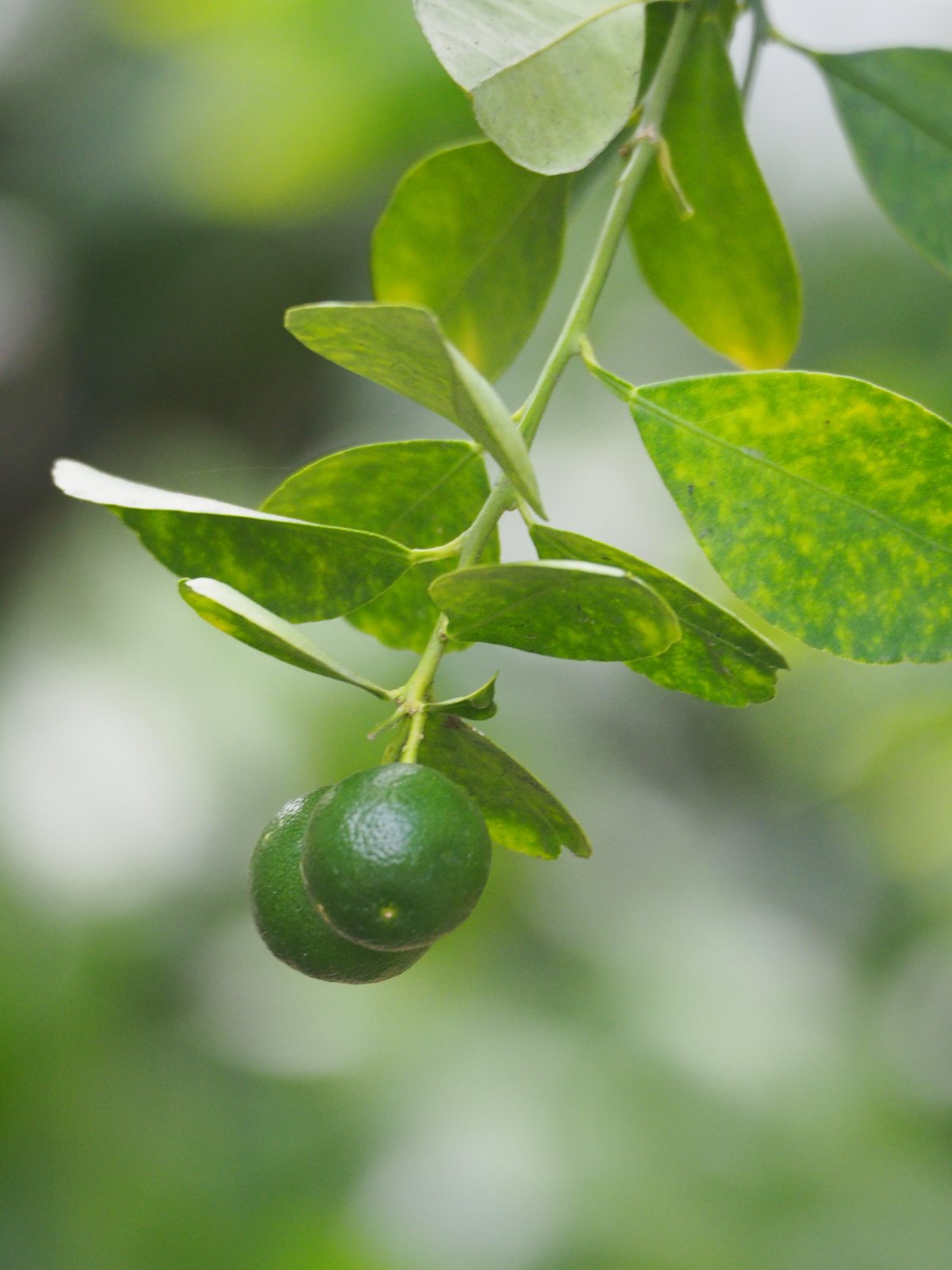 Calamondin