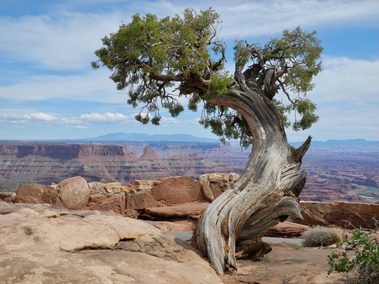 Calgary Carpet juniper