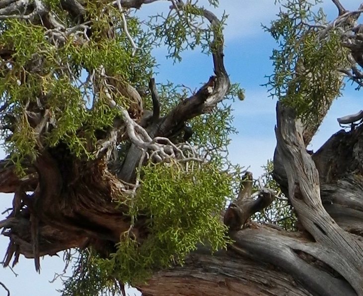 Calgary Carpet juniper