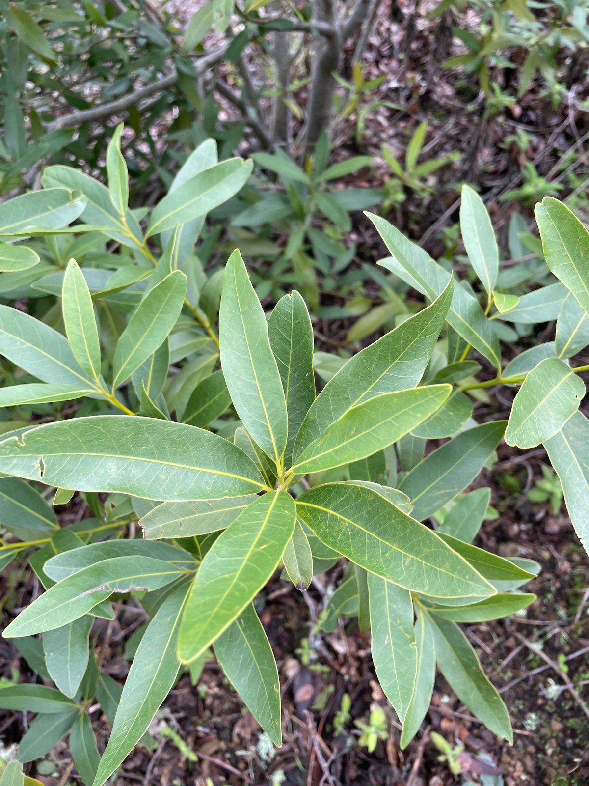 California bay laurel