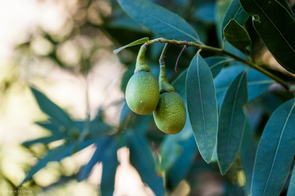 California bay laurel