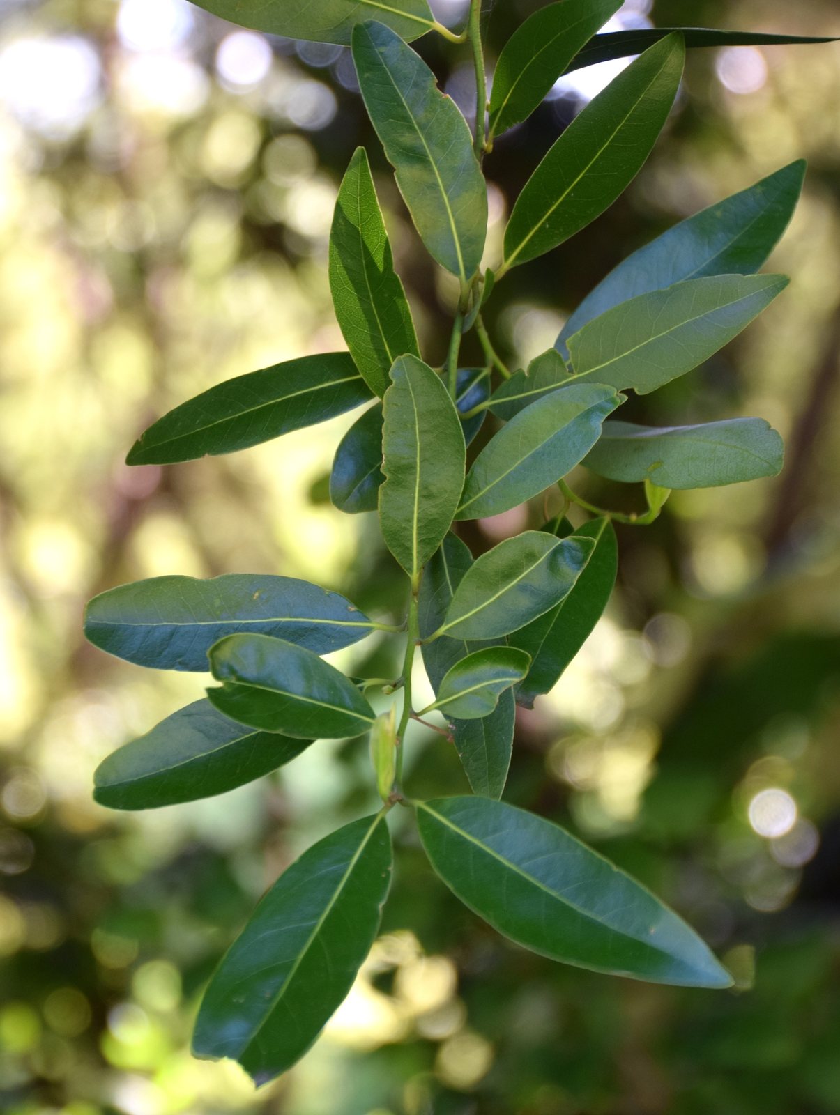 California bay laurel