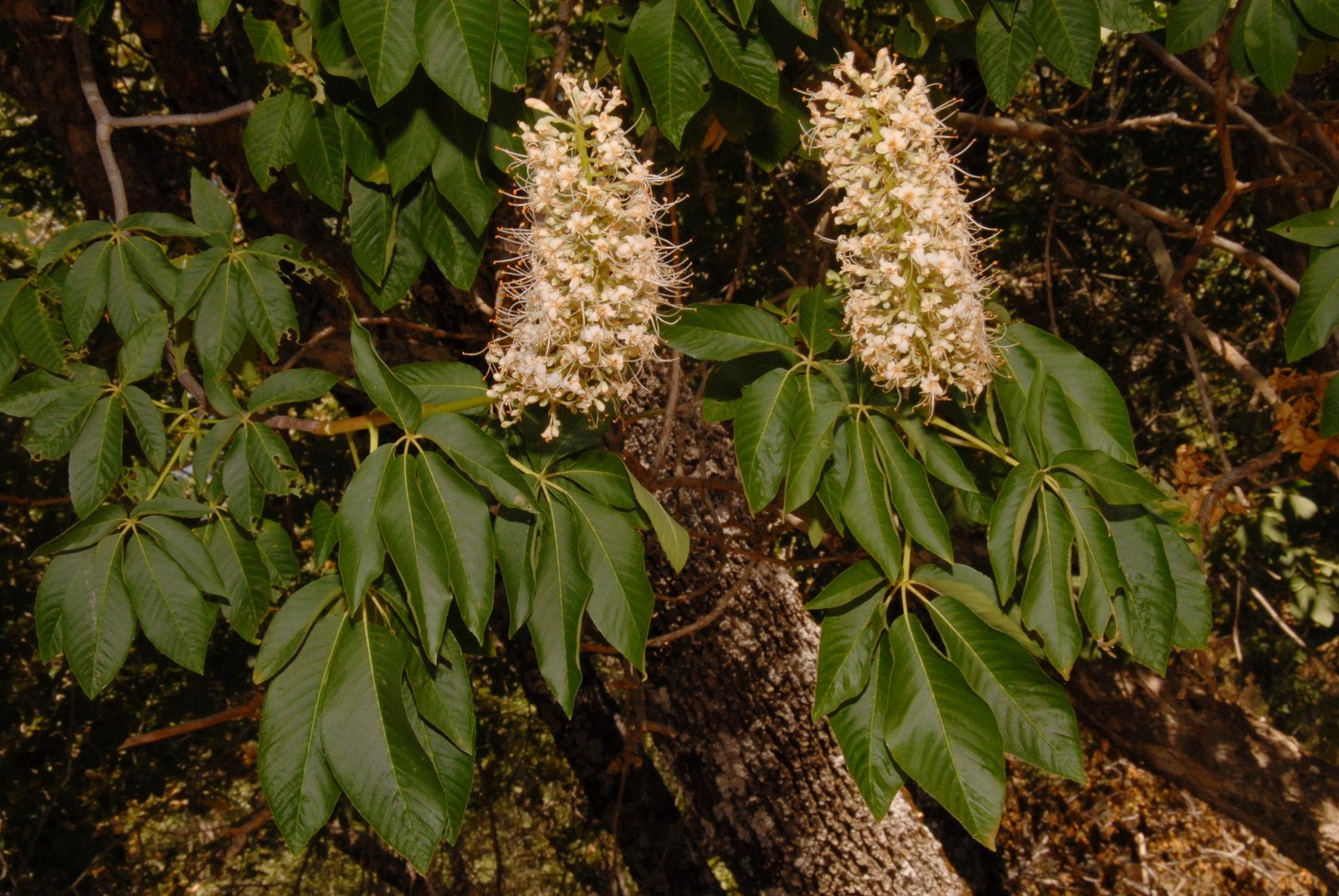 California buckeye