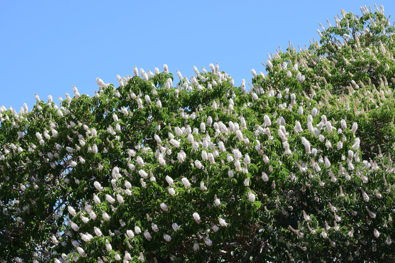 California buckeye
