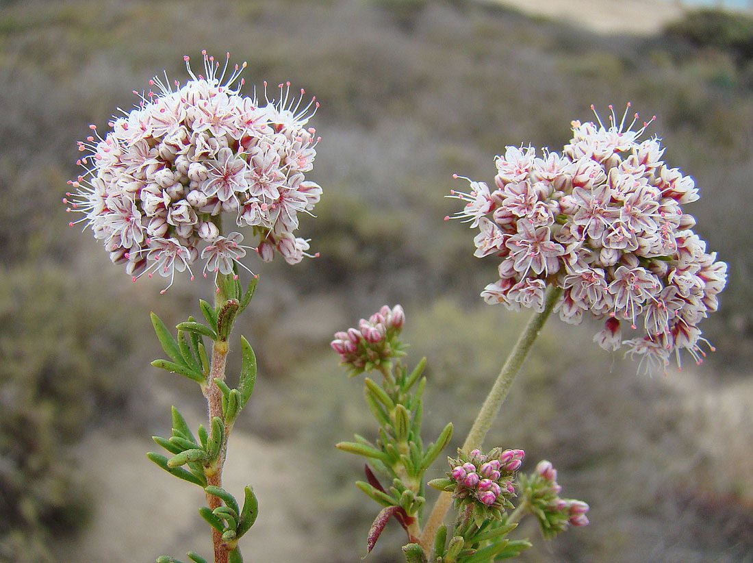 California buckwheat
