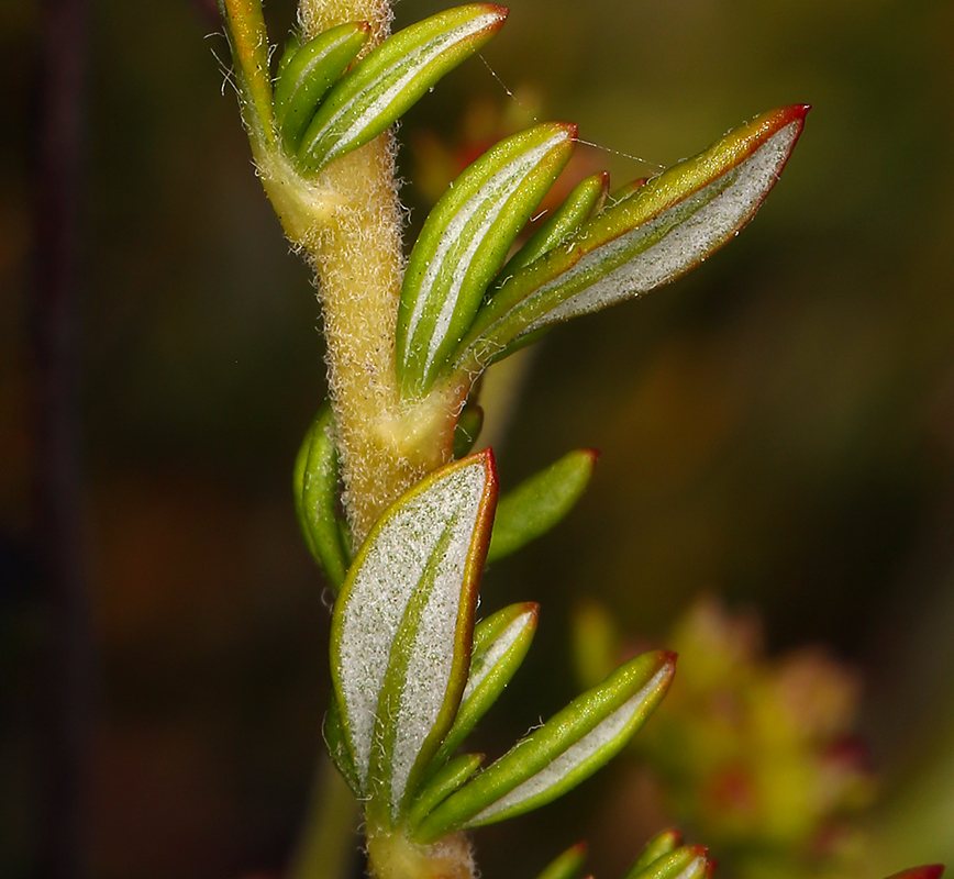 California buckwheat