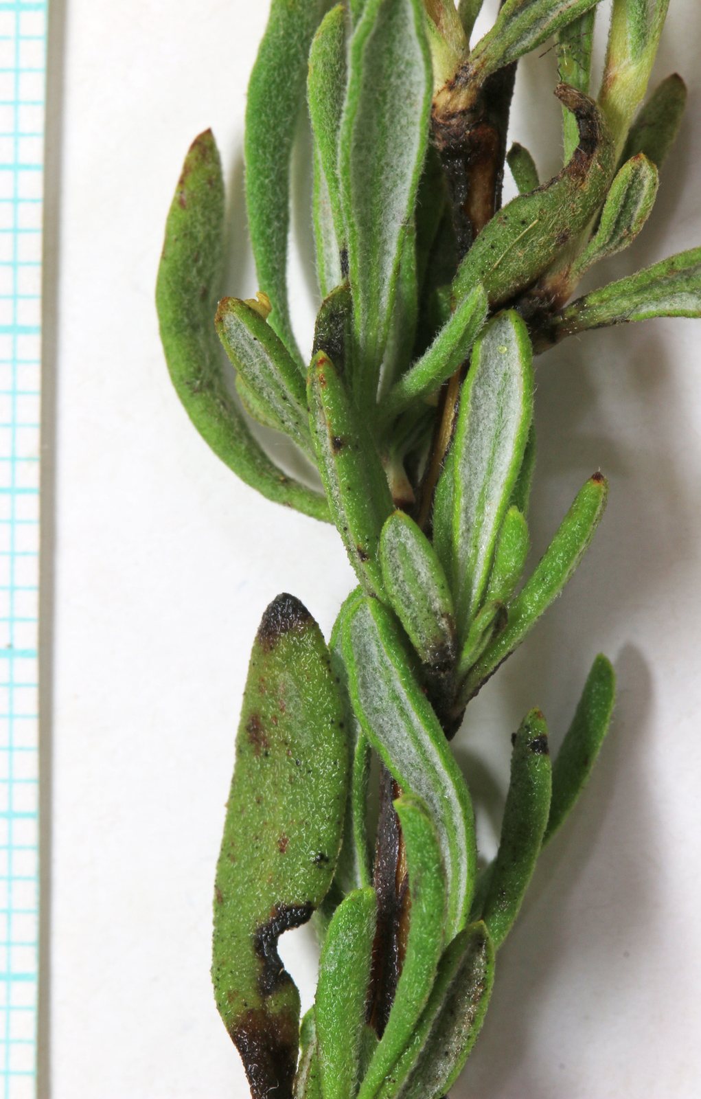 California buckwheat