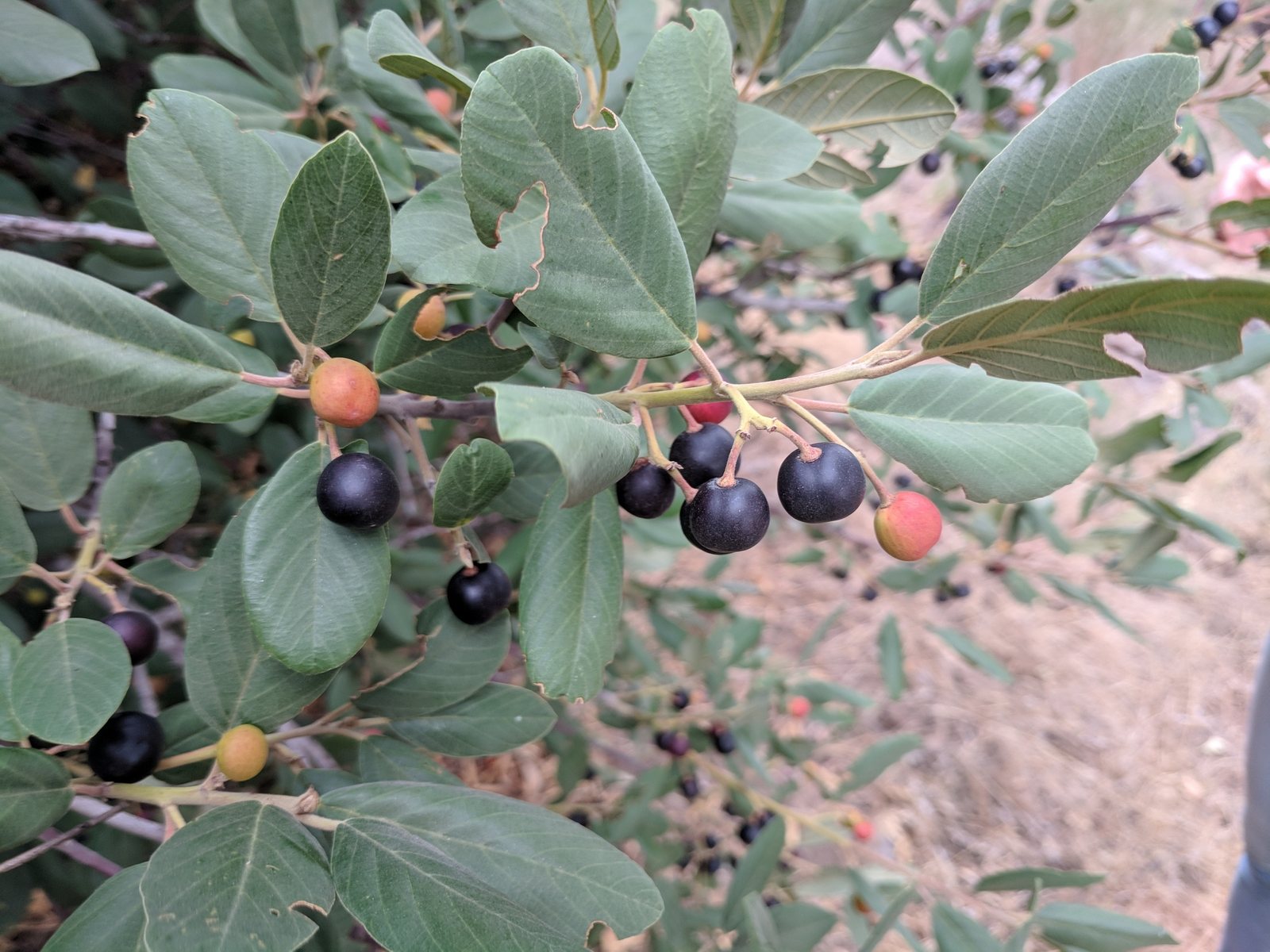 California coffeeberry