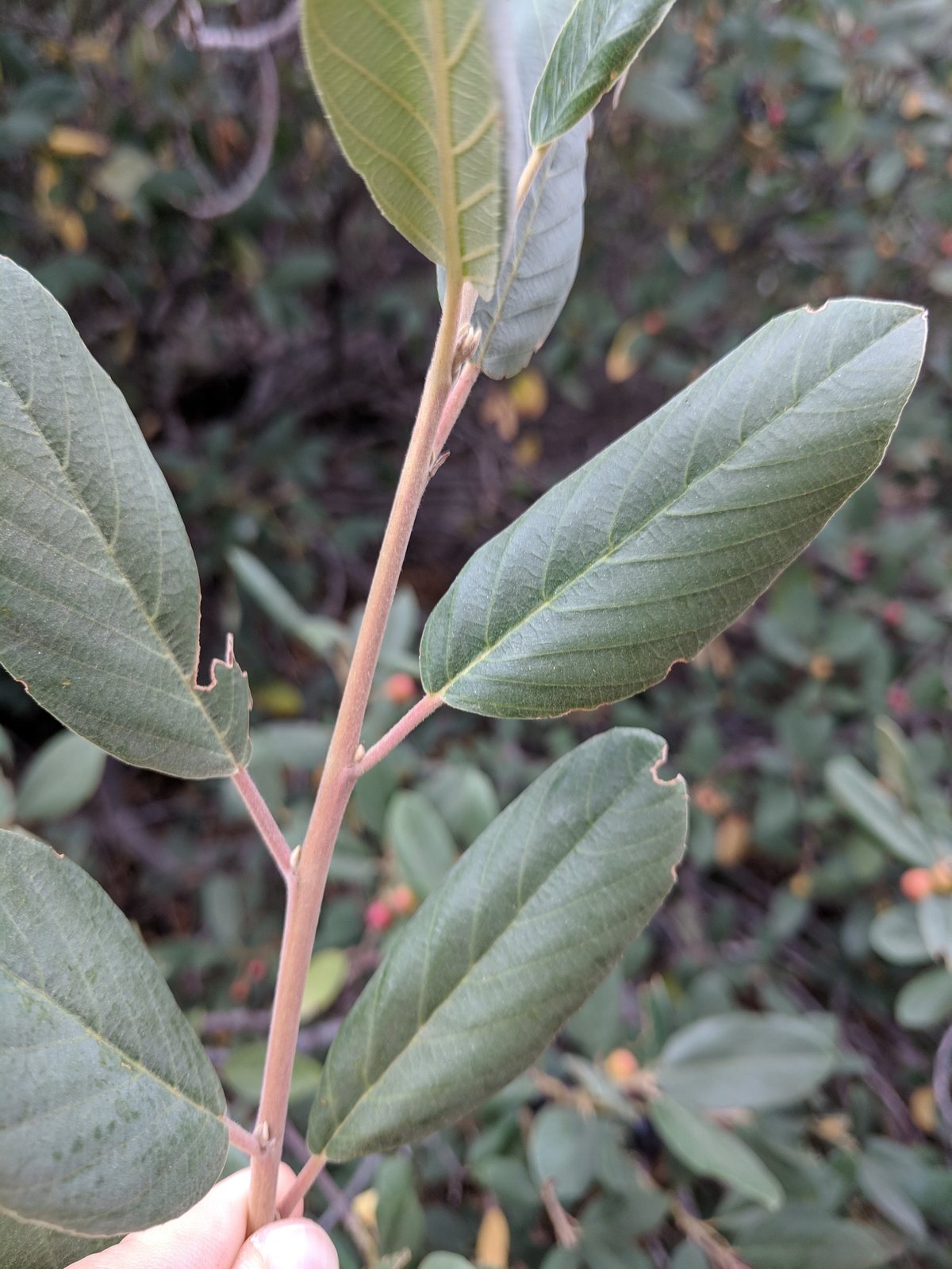 California coffeeberry