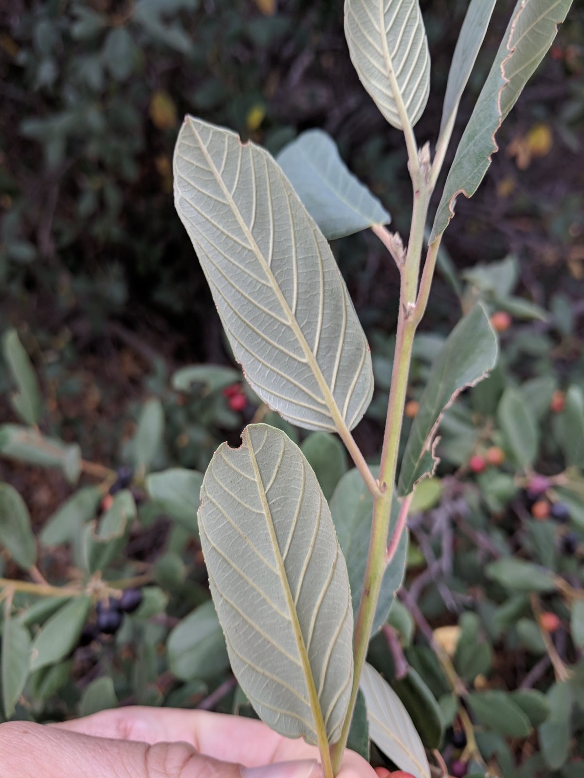California coffeeberry
