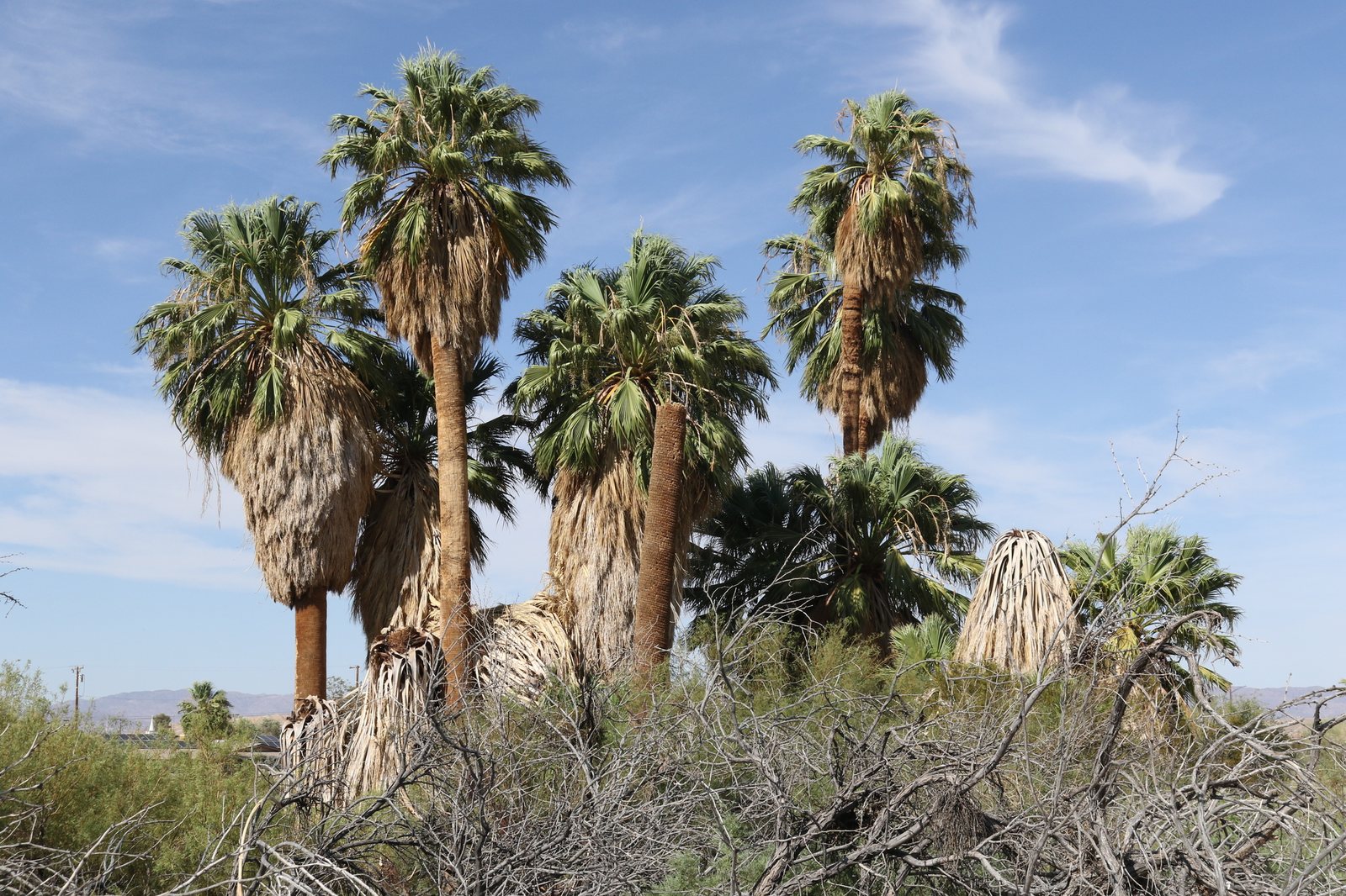 California fan palm
