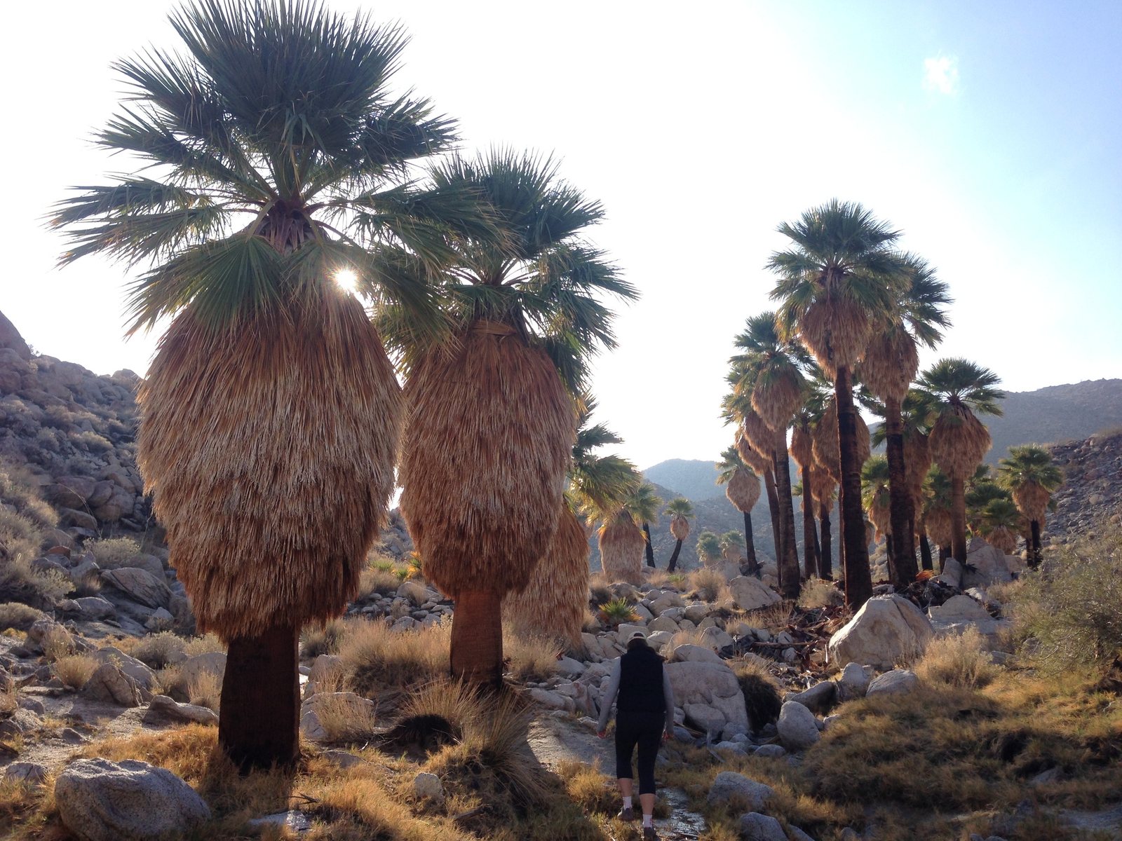 California fan palm