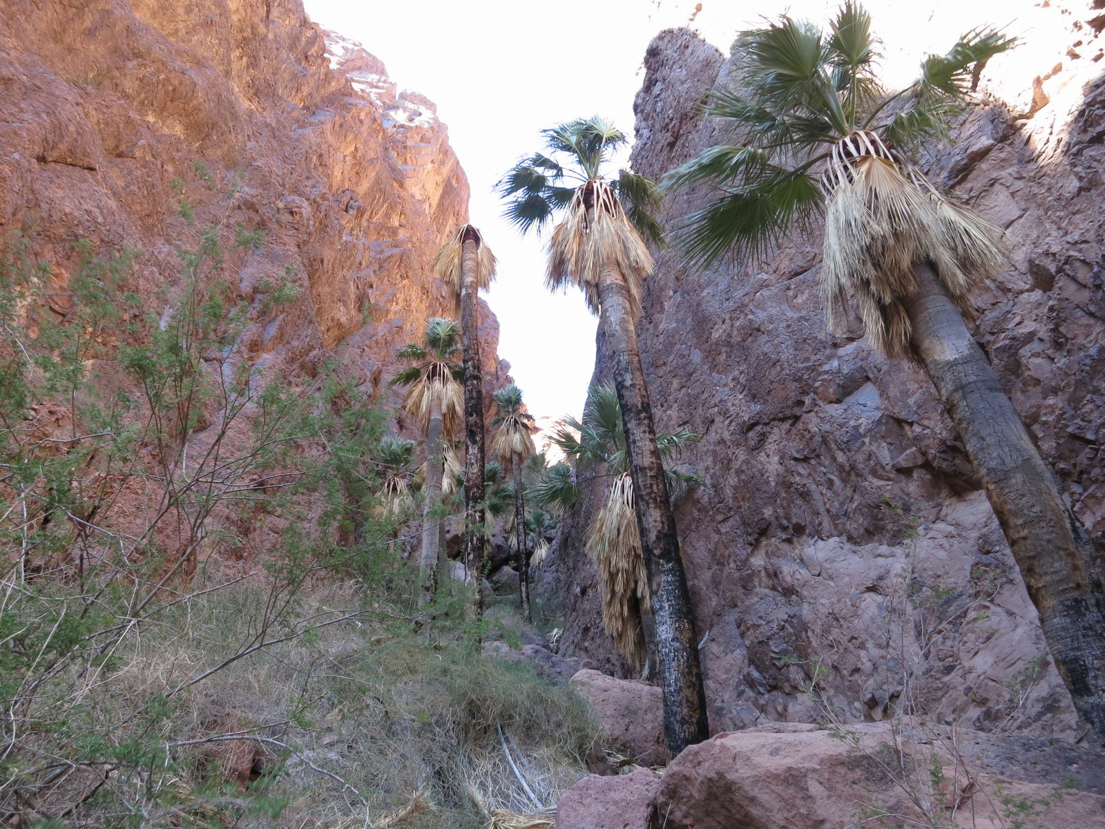 California fan palm