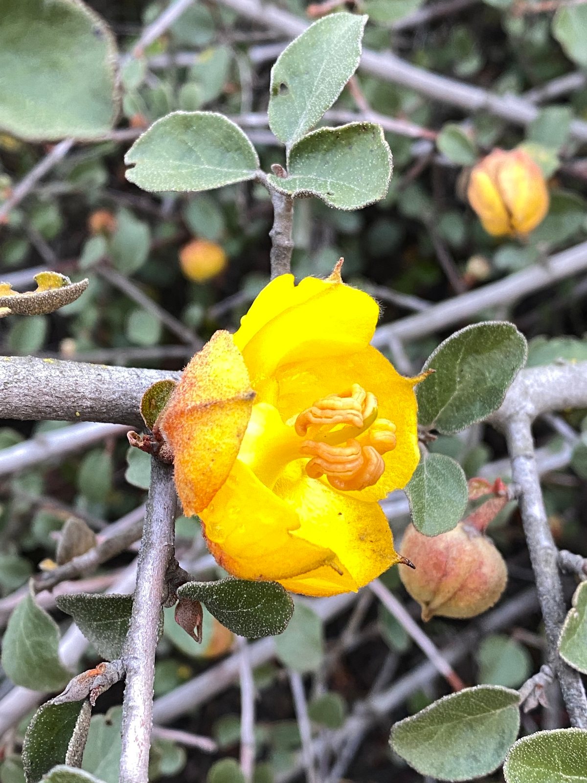 California flannelbush