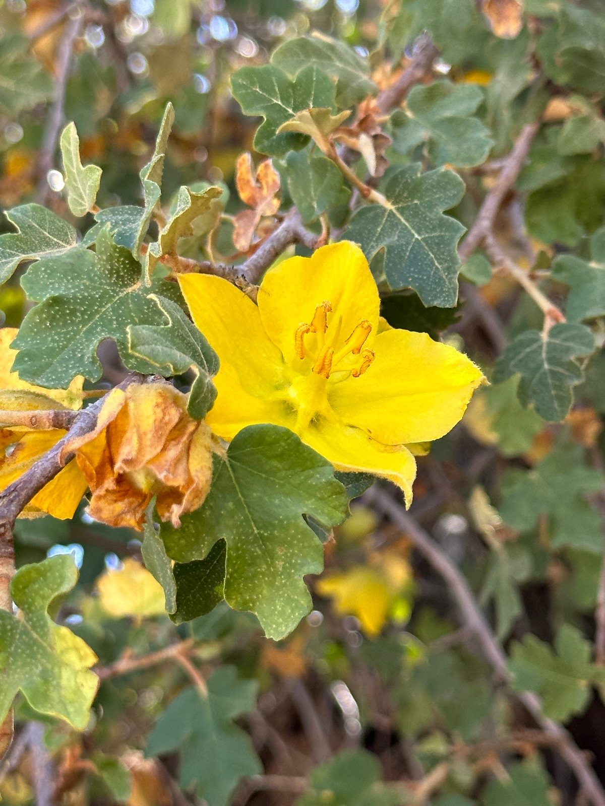 California flannelbush