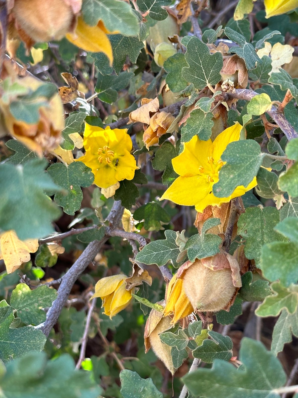 California flannelbush