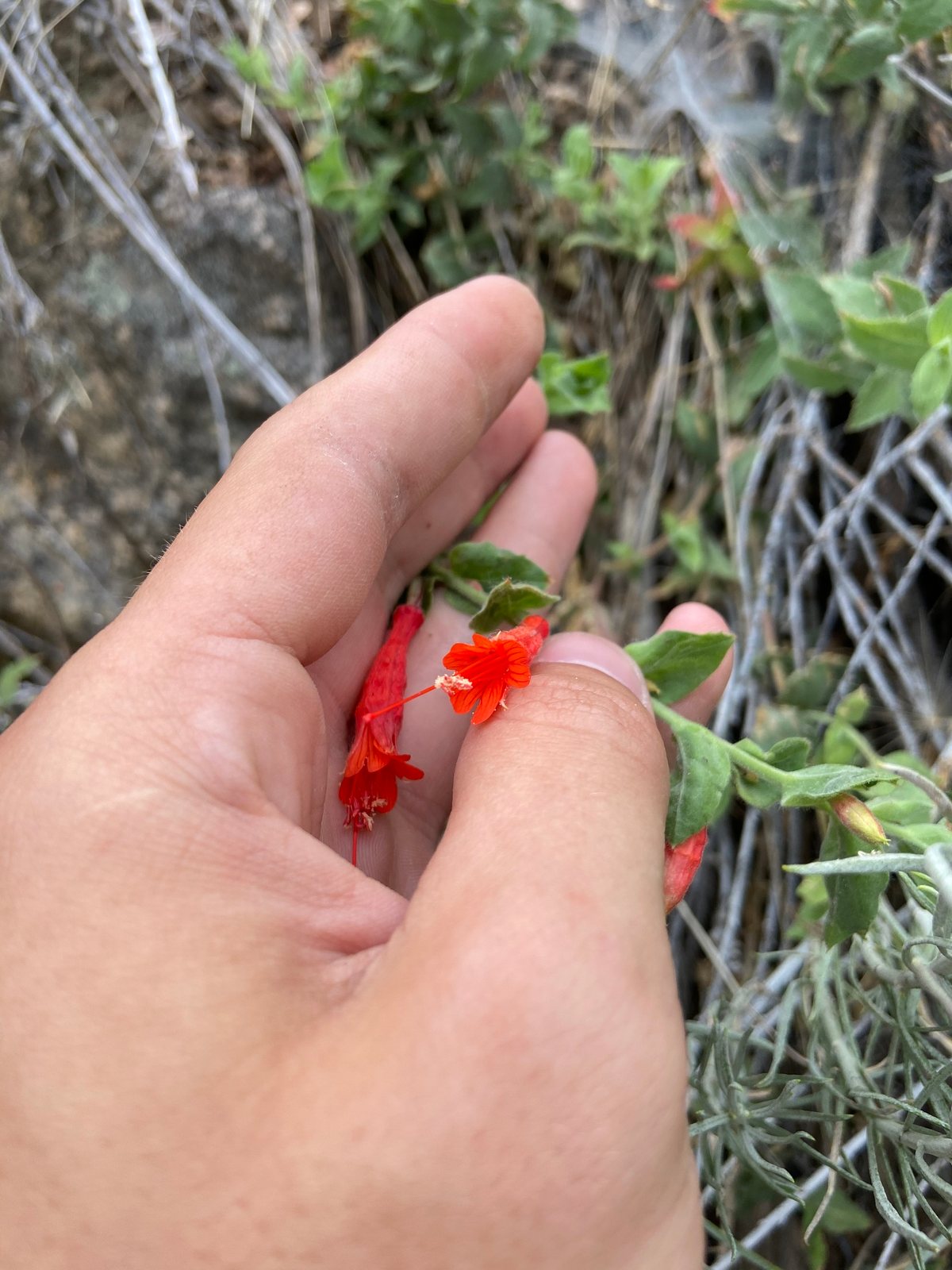 California fuchsia