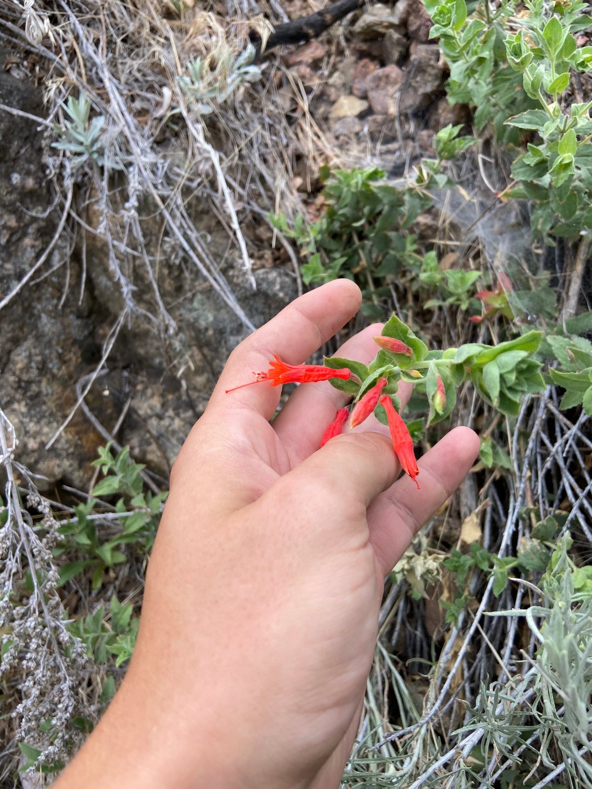 California fuchsia