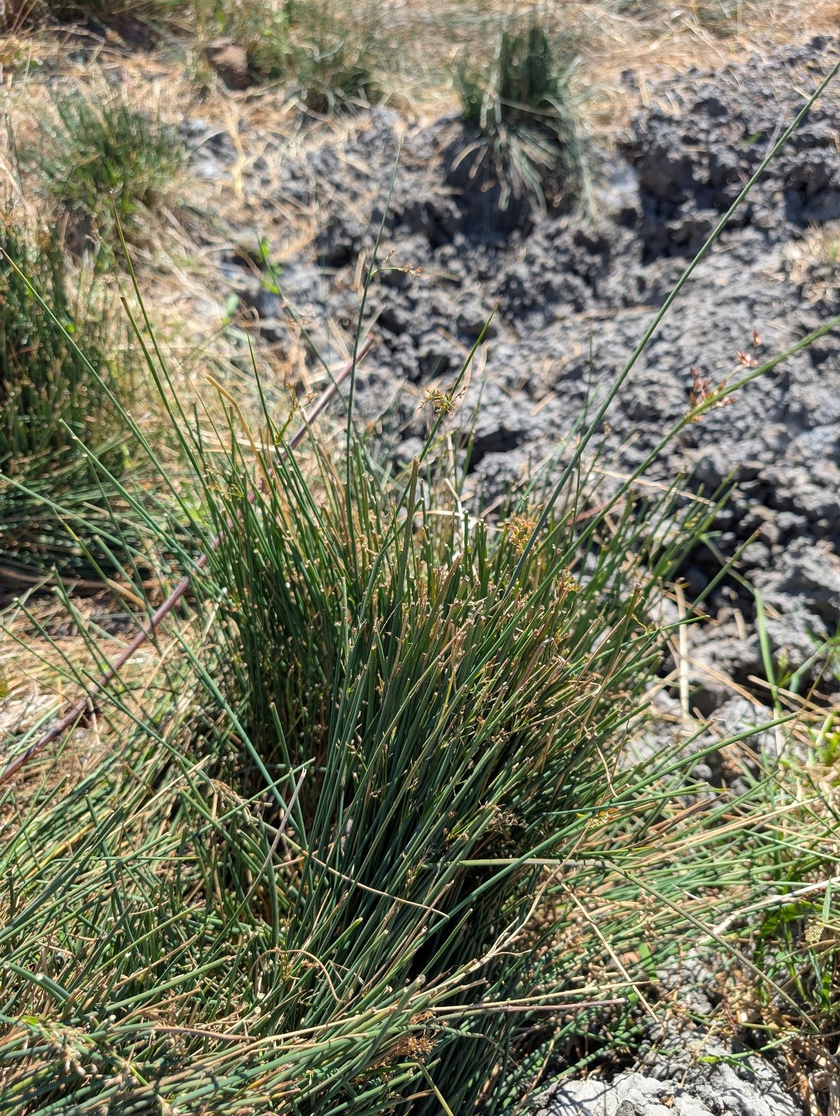California gray rush