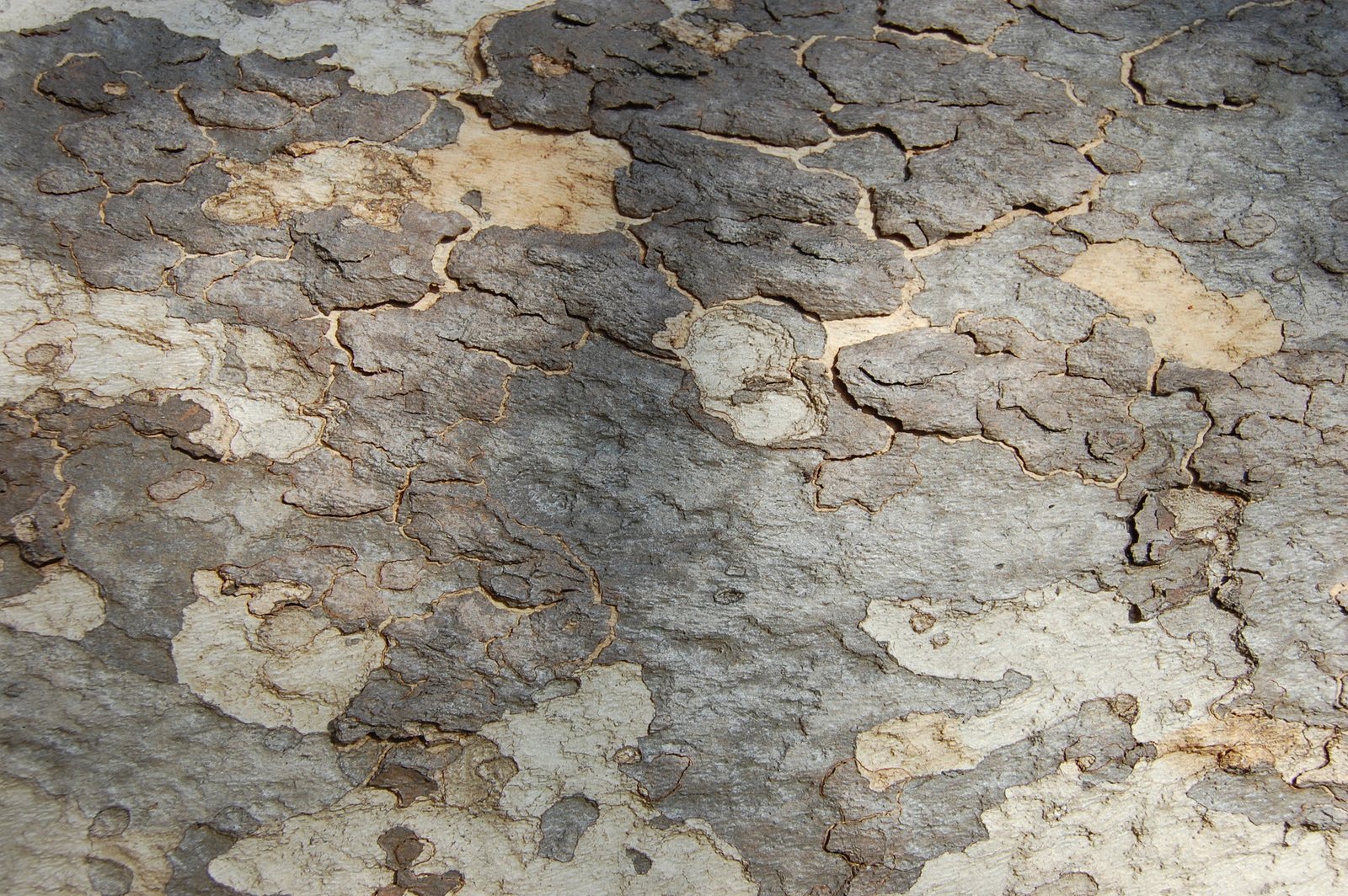 California sycamore