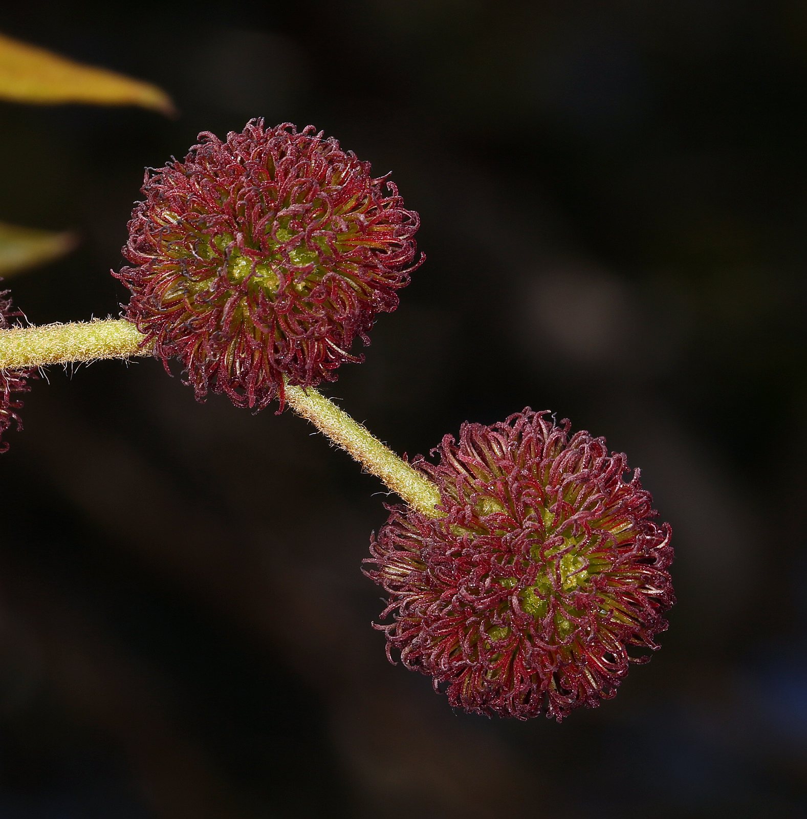 California sycamore