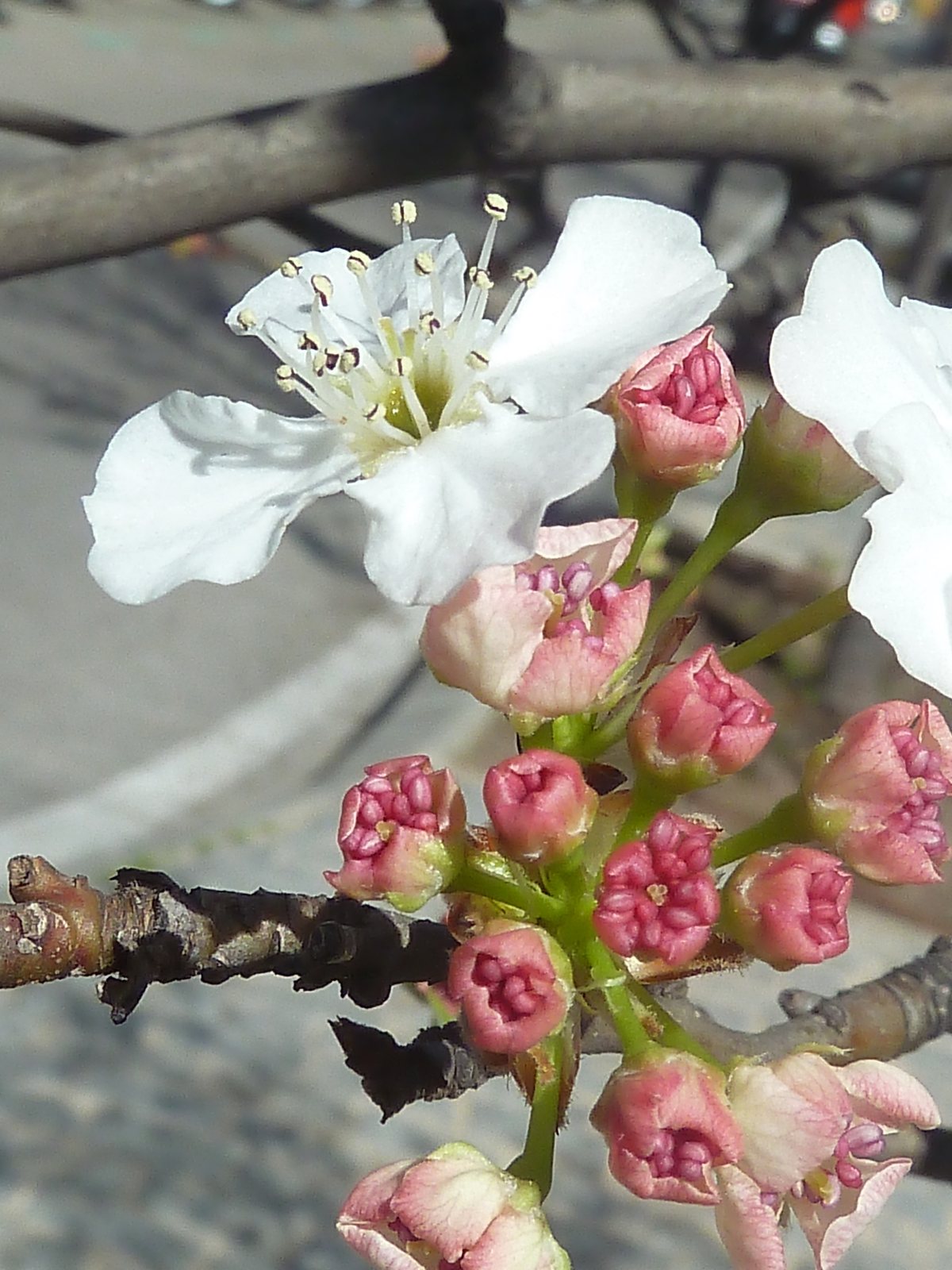 Callery pear
