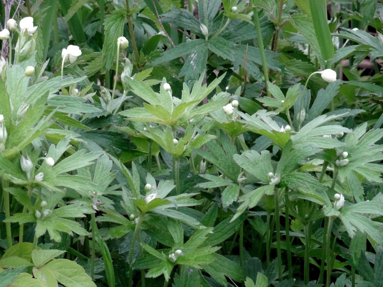 Canada anemone