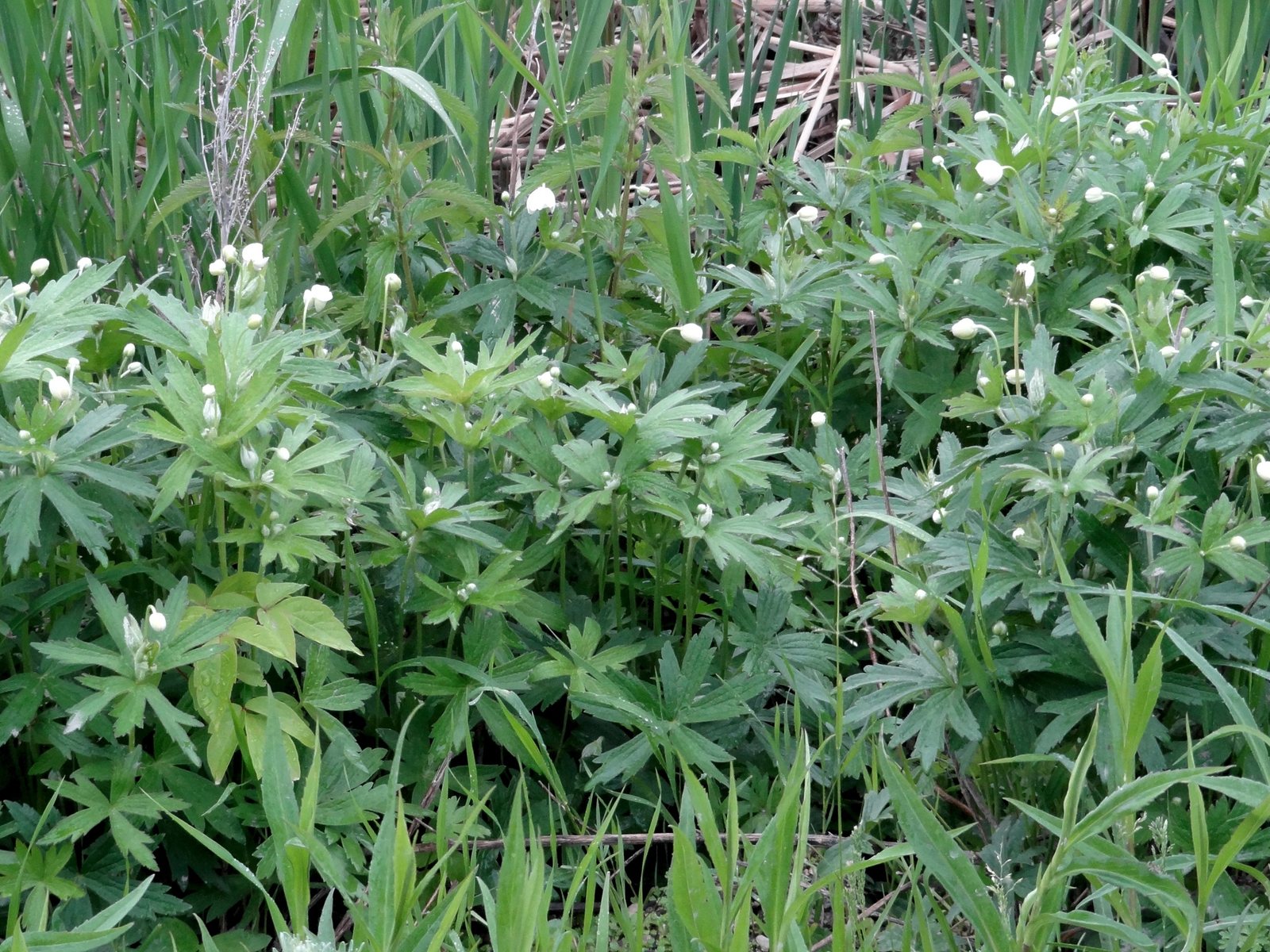 Canada anemone