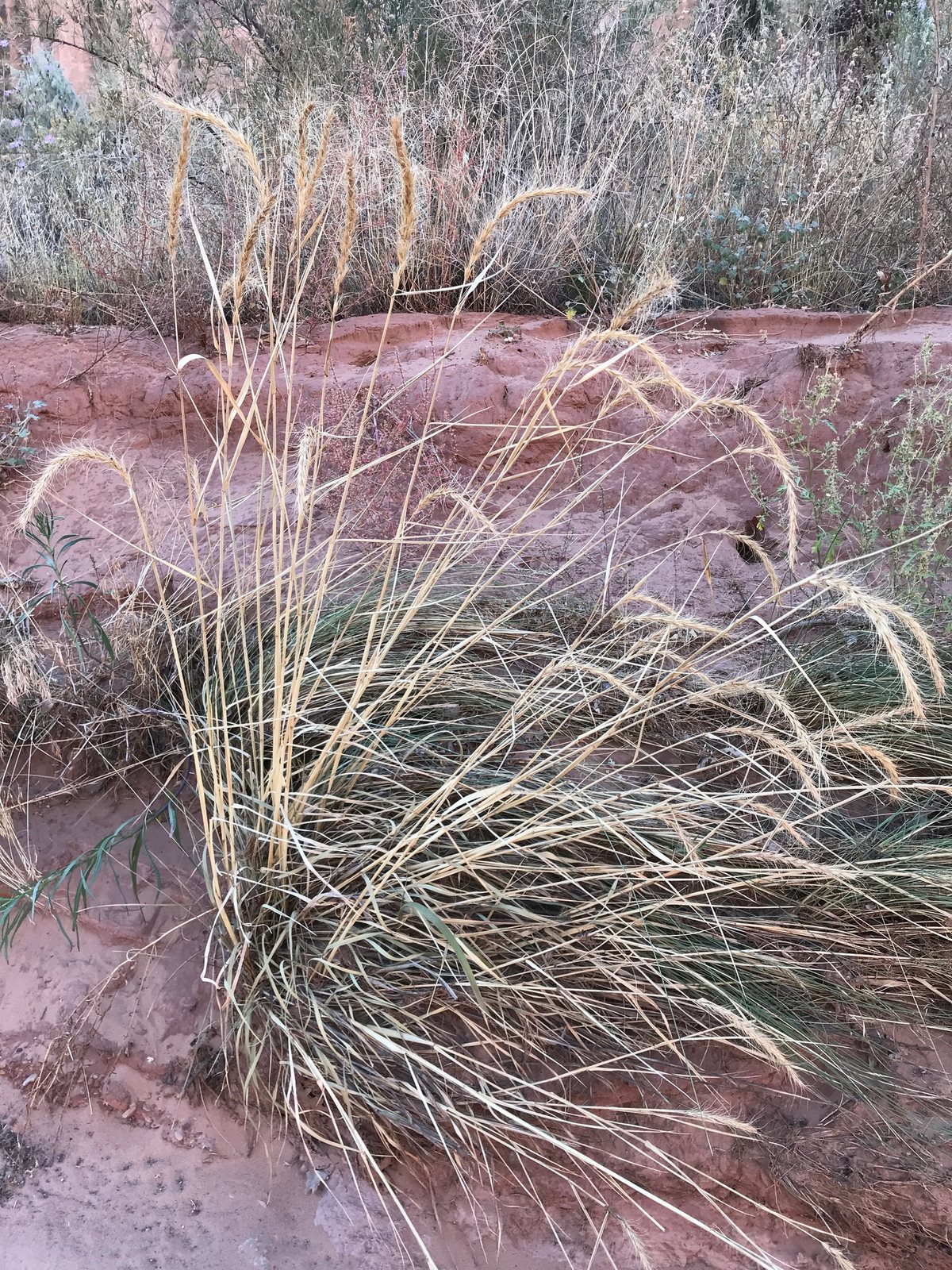 Canada wild rye