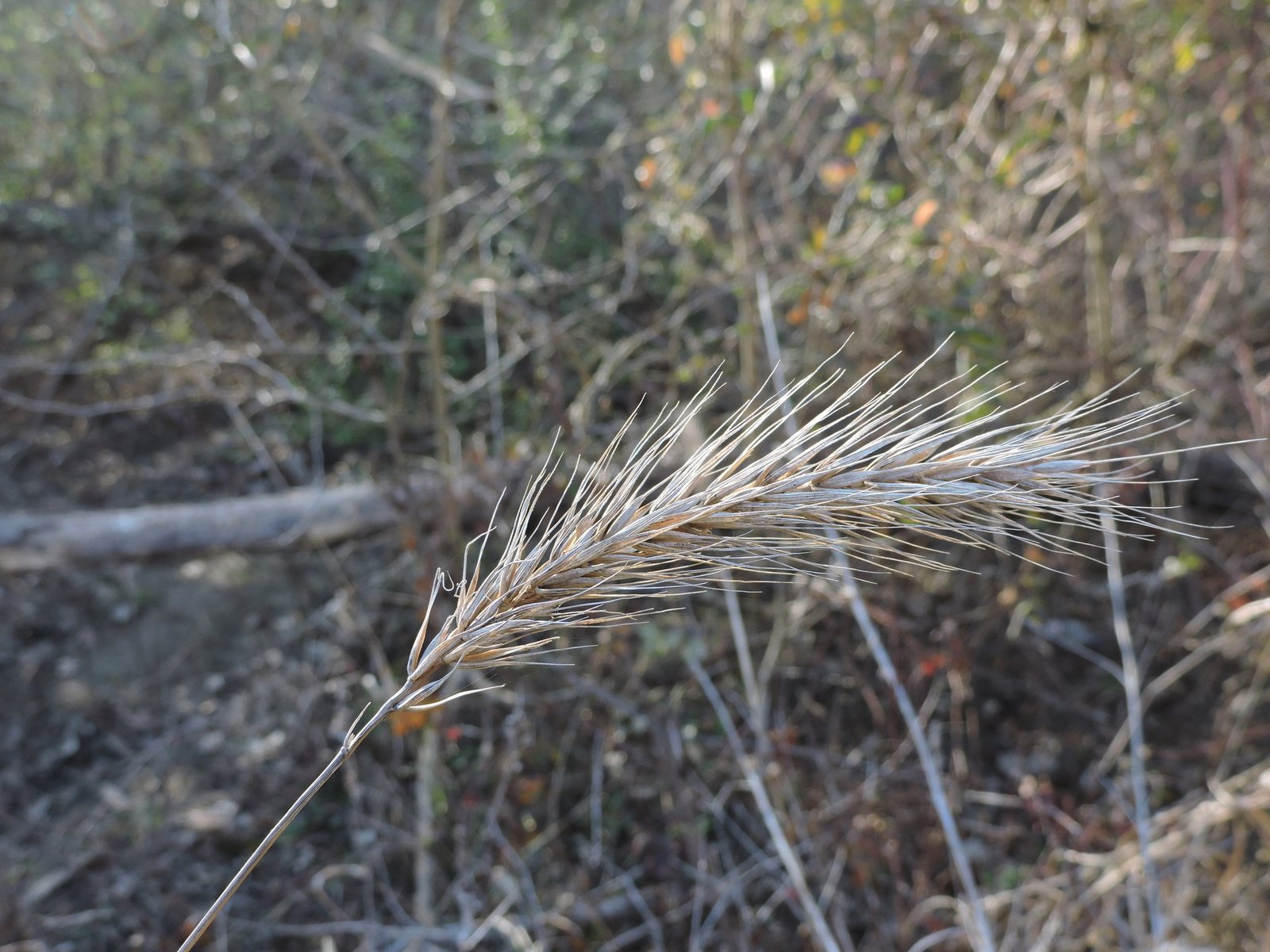 Canada wild rye