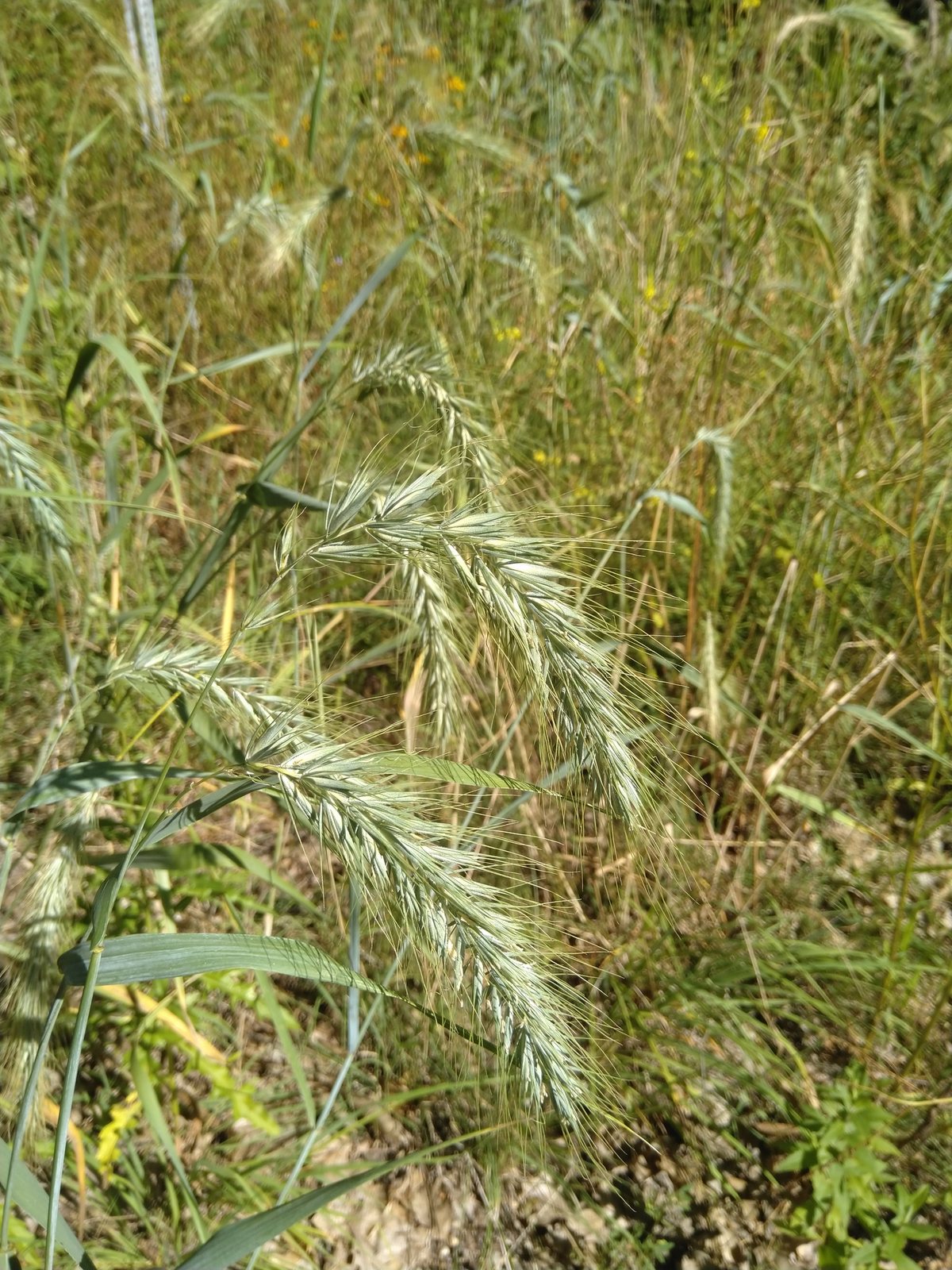 Canada wild rye