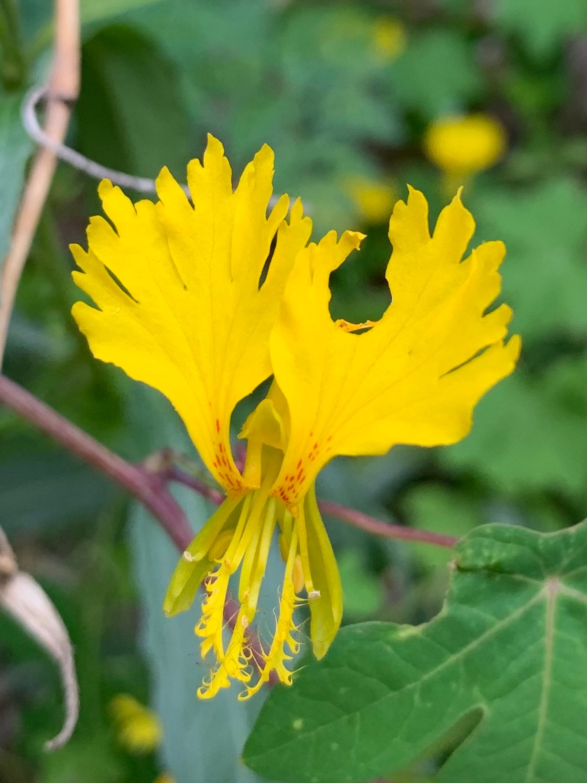 Canary creeper
