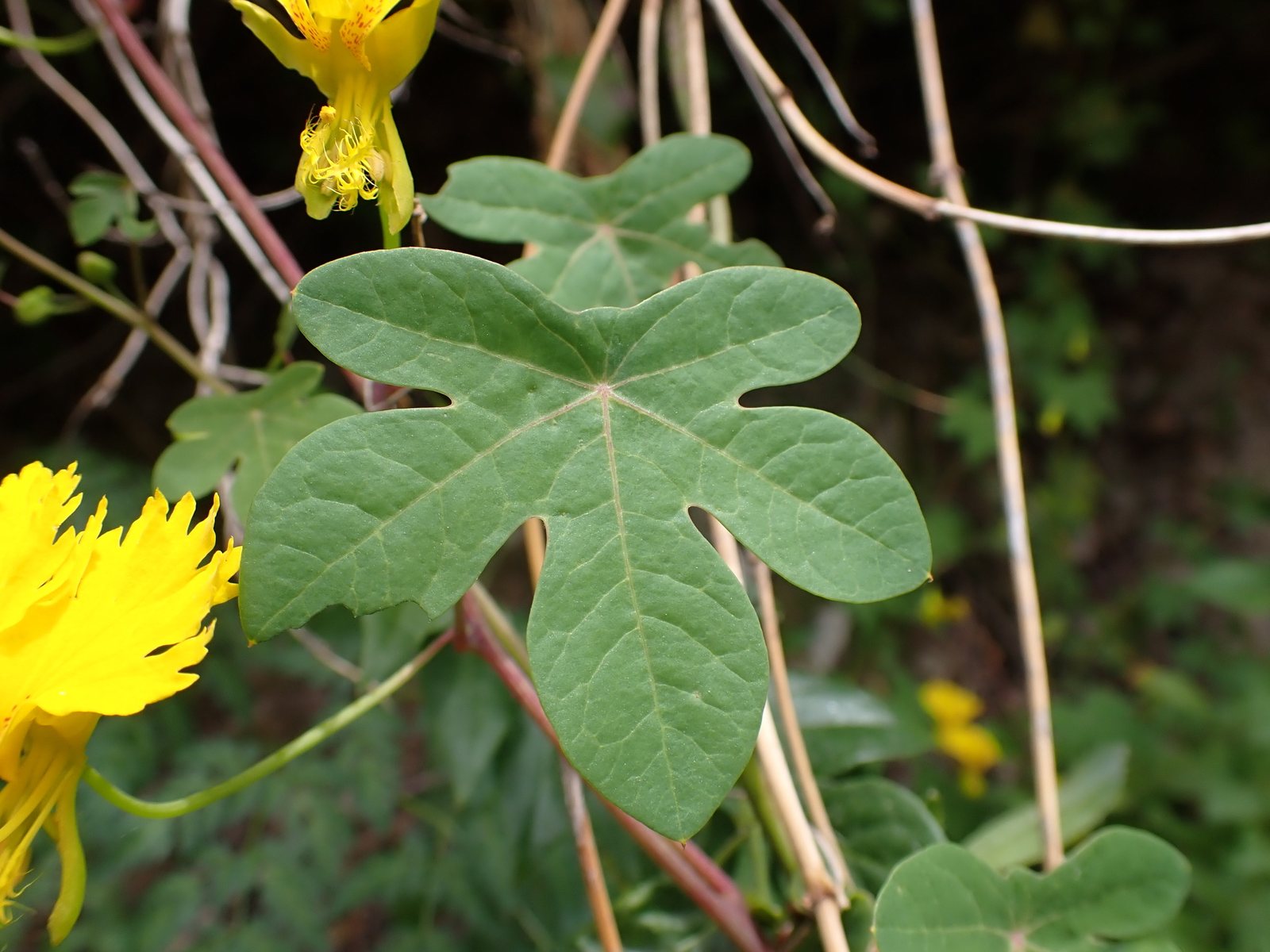 Canary creeper