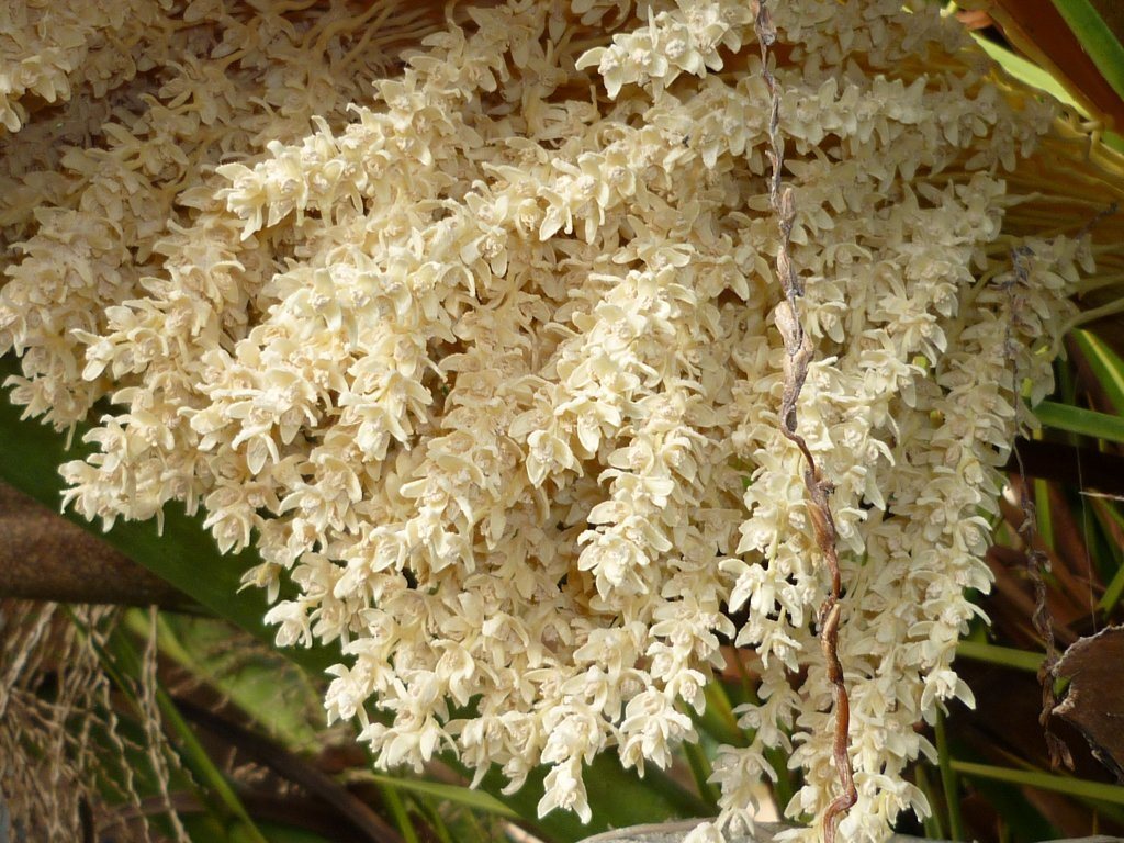 Canary Island date palm